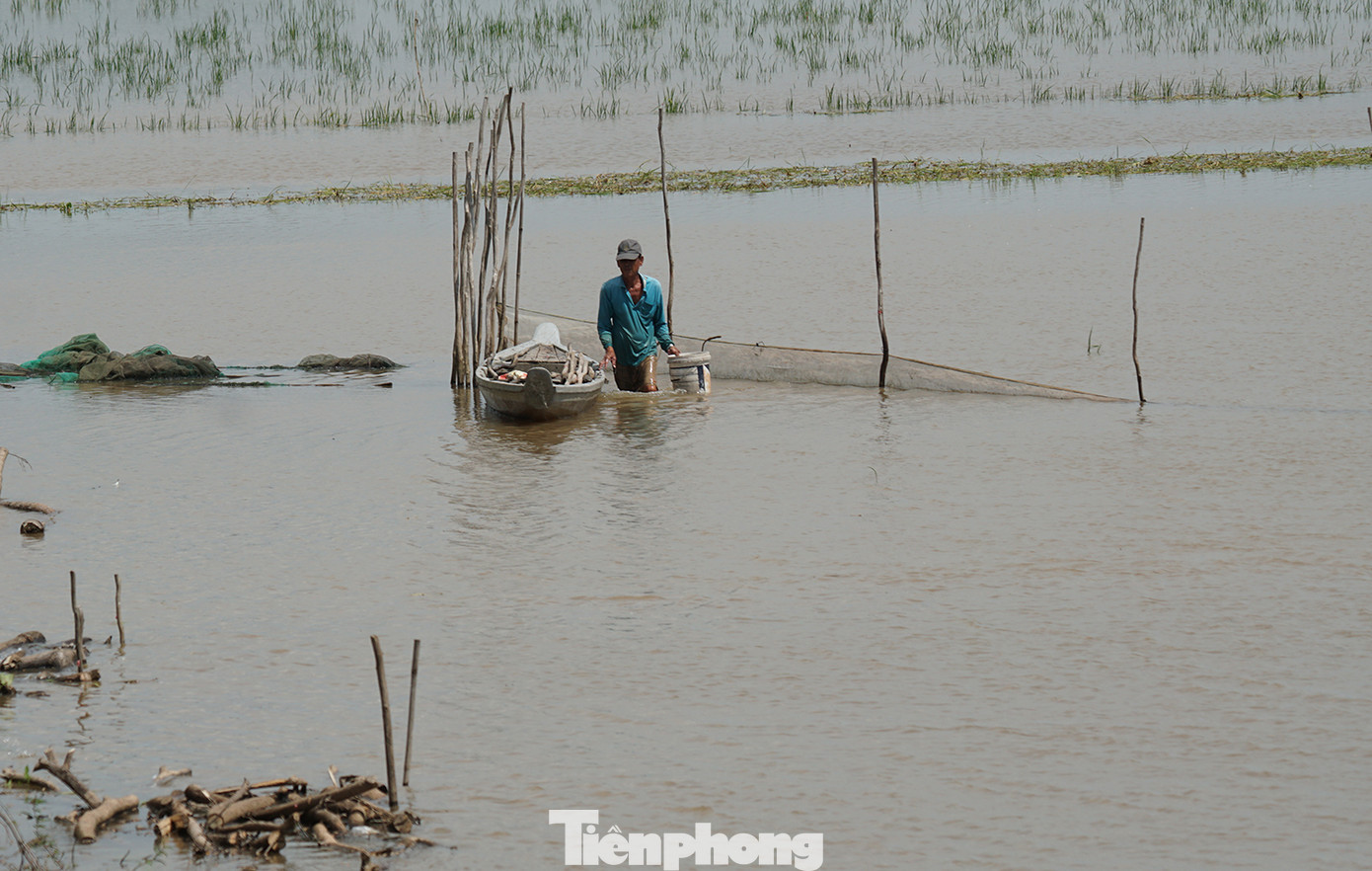 Người dân đặt dớn ngoài đồng. Ảnh: Hòa Hội.