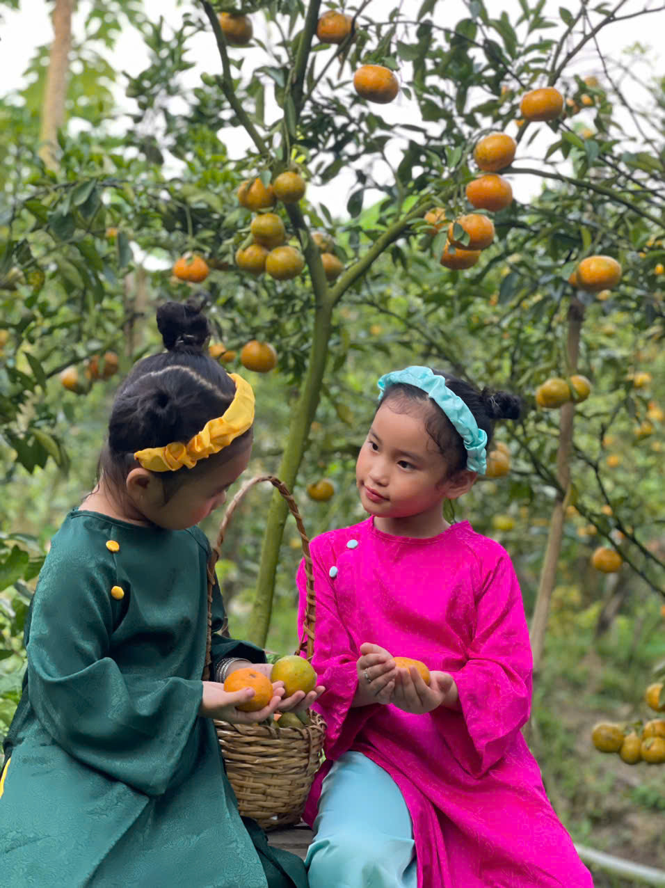 Trẻ em tạo dáng chụp ảnh bên vườn quýt.