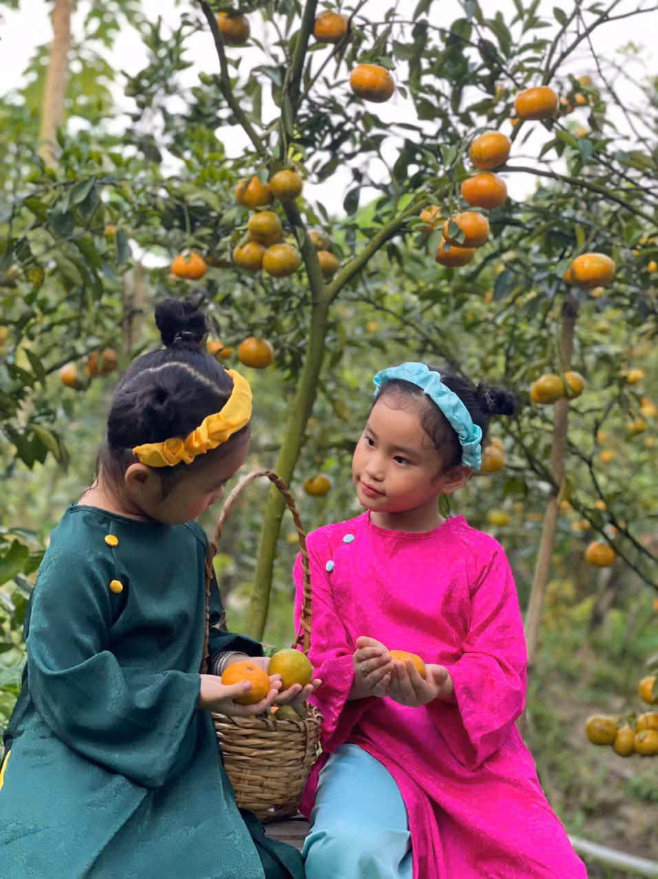 Trẻ em tạo dáng chụp ảnh bên vườn quýt.
