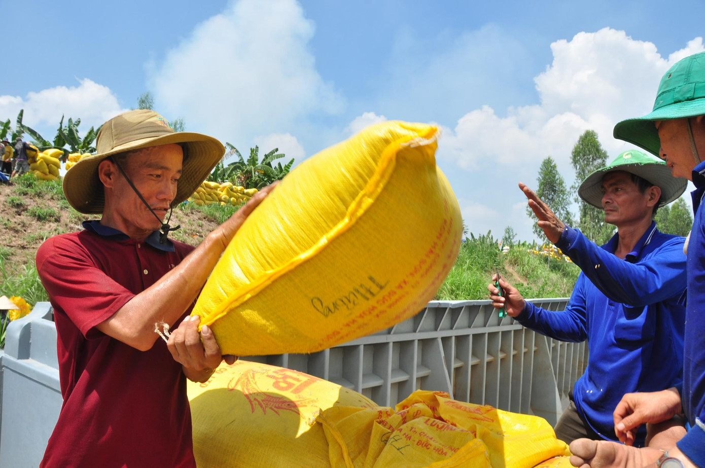 Nông dân vác lúa xuống ghe (ảnh: Hòa Hội). Nông dân vác lúa xuống ghe (ảnh: Hòa Hội).