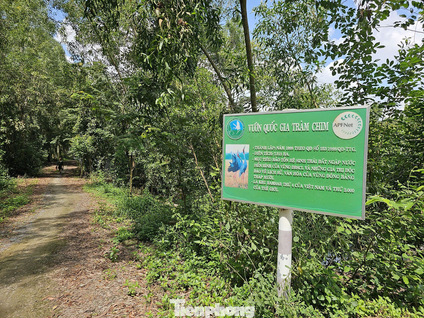 Vườn Quốc gia Tràm Chim là một khu đất ngập nước và cũng được xem là túi trữ nước ngọt phục vụ đắc lực người dân ĐBSCL sản xuất nông nghiệp. Đặc biệt, Vườn Quốc gia Tràm Chim còn được xếp trong hệ thống rừng đặc dụng quan trọng của Việt Nam. Ảnh: Hòa Hội