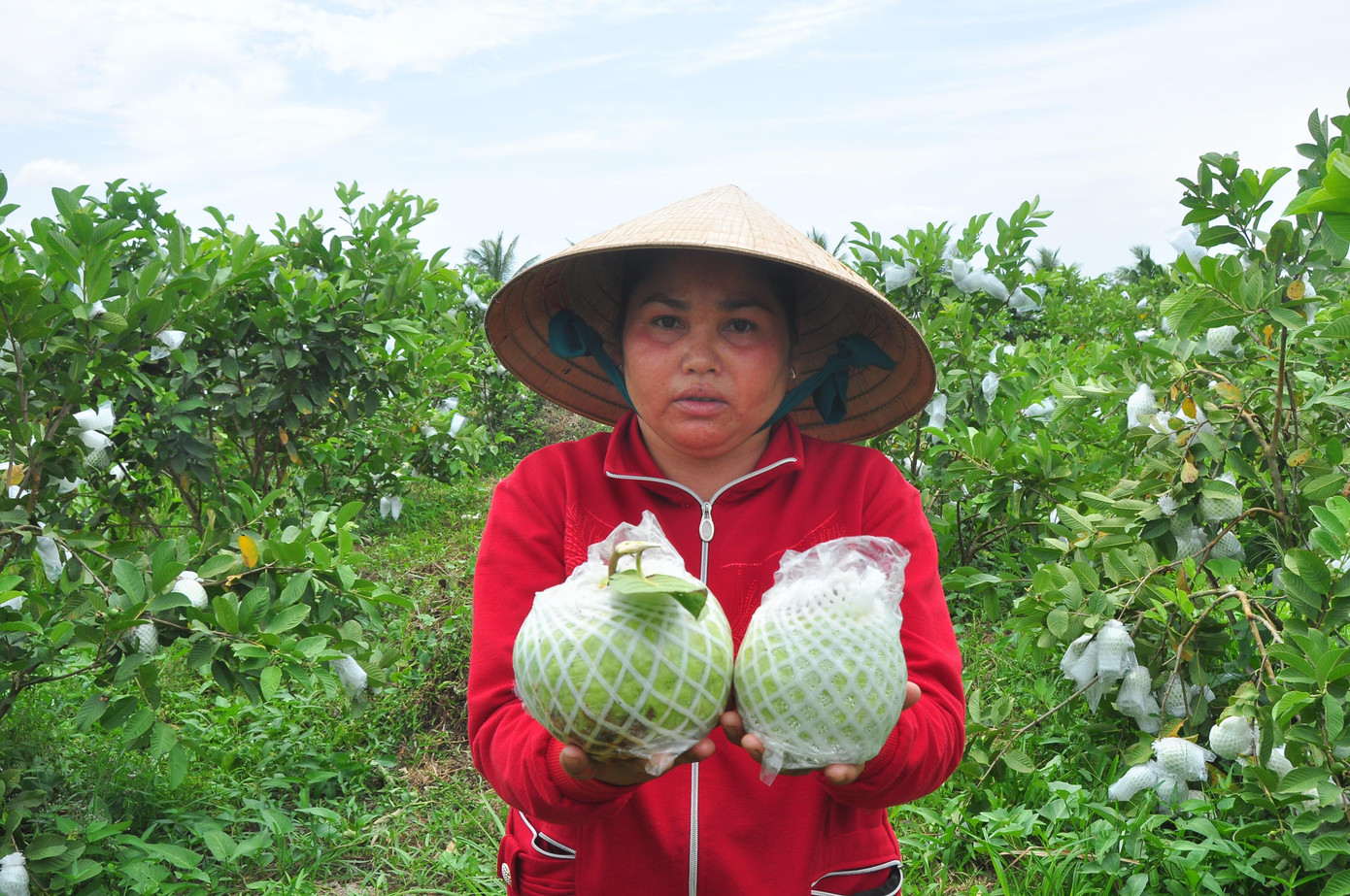 Điển hình là bà Lâm Thị Hoa, 43 tuổi ở ấp Ba Lăng, xã Kế Thành (Kế Sách) trồng 0,8 ha ổi nữ hoàng đang cho trái sum suê, đến kỳ thu hoạch với hơn chục tấn nhưng không có người hỏi mua. "Thương lái mua thường xuyên từ trước giờ nói vựa không ăn nên họ không lấy. Giờ trái chín đầy trên cây nếu không thu hoạch thì không quá 5 ngày nữa sẽ bị hỏng, rụng hết", bà Hoa buồn bã nói.