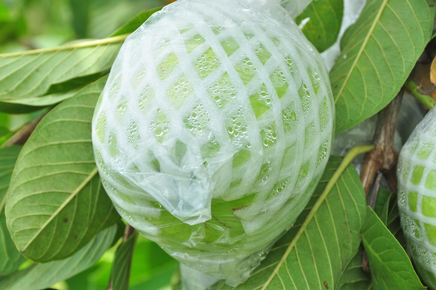 Bà Hoa đã đầu tư trên 20 triệu đồng tiền phân bón, thuốc, bao trái, còn nợ nên lo lắng không bán được sẽ không biết lấy đâu để trả. Trái chín gãy nhánh Quanh cảnh khu vườn ổi của bà Hoa Cùng hoàn cảnh, bà Cao Thị Ngọt (ấp Ba Lăng) trồng 0,4 ha ổi trái chín đến kỳ thu hoạch nhưng vẫn không có người mua. "Dân ở đây sống chủ yếu từ cây trái, nhưng trồng đến thu hoạch không có người mua thì lấy đâu trả nợ, trang trải chi phí cuộc sống", bà Ngọt bộc bạch. Bà Ngọt chỉ trái chín để lâu bị hỏng Ổi chín quá lứa bị thối Cạnh nhà, mẹ của bà Ngọt là bà Đỗ Thị Dần (72 tuổi) cũng có 0,4 ha đang cho trái nhưng vẫn cùng cảnh ngộ. Bà cho biết, dịp Tết cũng có 1 đợt thu hoạch trái không có người mua phải đổ bỏ cho cá ăn, giờ lại không có người mua nên vô cùng lo lắng. Men theo các vùng nông thôn trên địa bàn huyện Kế Sách bắt gặp rất nhiều vườn ổi đang cho trái sum suê còn nằm trên cây. Chị Trần Thị Thủy, người dân ở ấp Mỹ Lợi, xã Nhơn Mỹ (Kế Sách) cho biết, sau tết đến nay mặt hàng ổi liên tục giảm giá; hiện nay, ổi lê Đài Loan và ổi ruột đỏ thì các vựa trên địa bàn huyện mua với giá 2.000 - 3.000 đồng/kg, tuy nhiên ổi nữ hoàng thì họ không mua, khiến người dân lao đao. Chứng kiến cảnh nhiều người dân không bán được, chị Thủy kết nối với các mạnh thường quân, đơn vị ở Cần Thơ và TPHCM 'giải cứu' giúp nông dân được hơn chục tấn. Tuy nhiên, cô cho biết, trên địa bàn huyện còn nhiều người vẫn chưa bán được. Hiện nay toàn huyện Kế Sách có 16.700 ha cây ăn trái, trong đó dừa chiếm 1.700 ha, còn lại các loại cây khác. Ông Vũ Bá Quan, Trưởng phòng NN&amp;PTNT huyện Kế Sách cho biết, do ảnh hưởng của dịch COVID - 19, một số loại cây ăn trái trực tiếp hoặc gián tiếp bị ảnh hưởng, trong đó rõ nhất là nhãn, bưởi, xoài, sầu riêng cả về giá và lượng tiêu thụ, giảm từ 30 -50% so trước dịch. Đối với ổi, toàn huyện có khoảng 400 ha (ổi Đài Loan, nữ hoàng và Rubi), mặt hàng này chủ yếu tiêu thụ nội địa và một ít sang Campuchia; tuy nhiên giá cả biến động liên tục, có thời điểm trên 7.000 đồng/kg, giờ còn 2.000 - 3.000 đồng/kg; ảnh hưởng đến thu nhập của người dân khoảng 30% về giá trị so với trước. - Ảnh: Hòa Hội