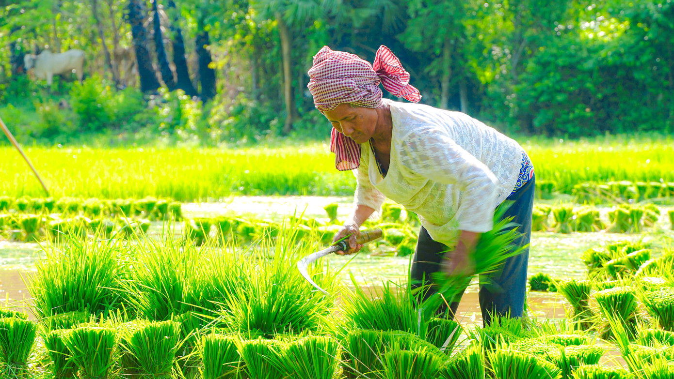 Người dân chuẩn bị mạ tham gia hội thi cấy mạ. Ảnh: PV. Người dân chuẩn bị mạ tham gia hội thi cấy mạ. Ảnh: PV.