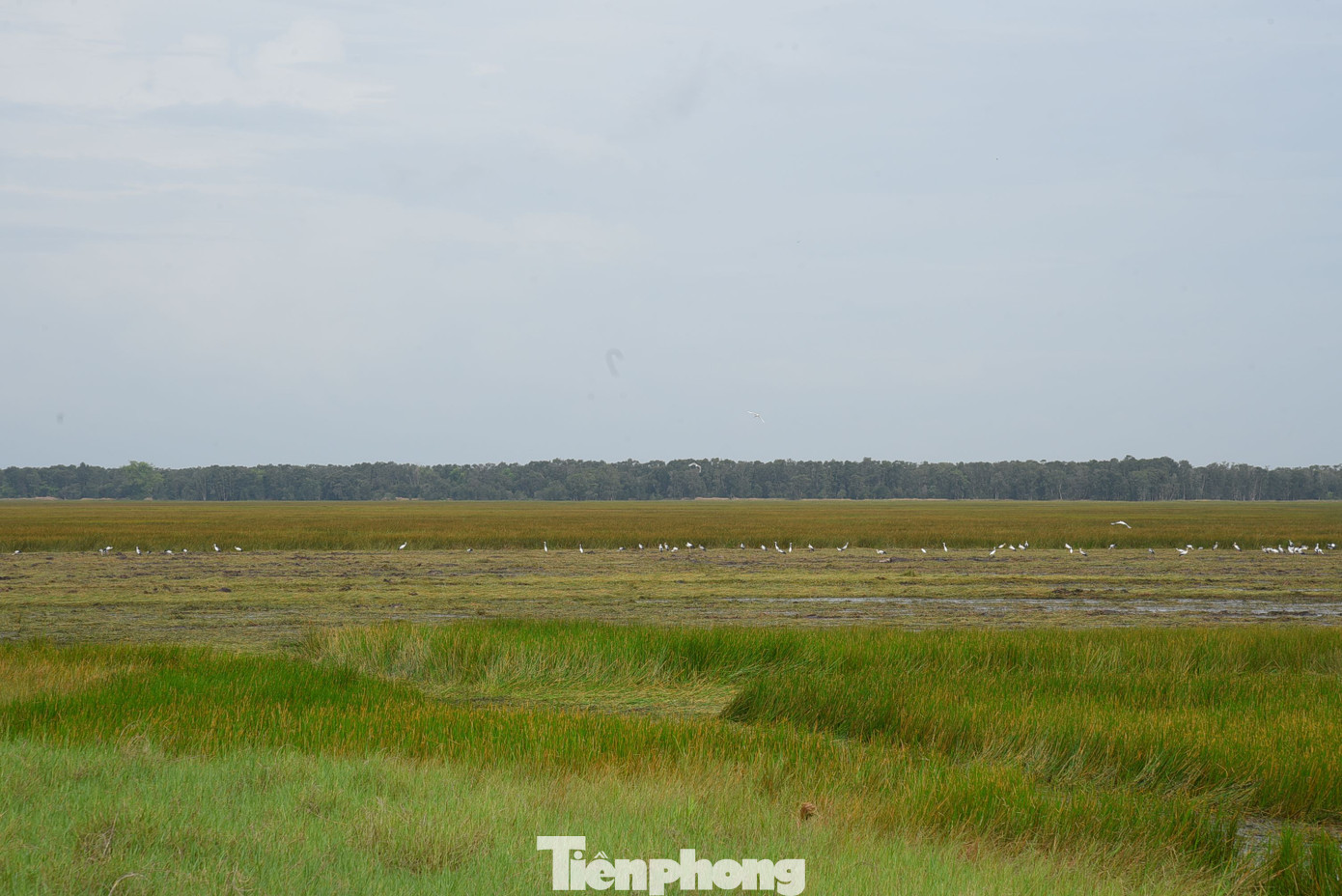 Vườn Quốc gia Tràm Chim là khu Ramsar thứ 4 của Việt Nam và được công nhận là khu Ramsar thứ 2.000 của thế giới. Ảnh: Hòa Hội