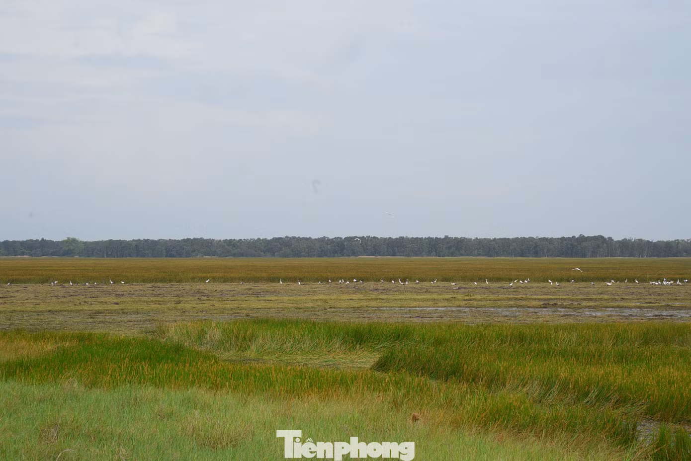 Vườn Quốc gia Tràm Chim là khu Ramsar thứ 4 của Việt Nam và được công nhận là khu Ramsar thứ 2.000 của thế giới. Ảnh: Hòa Hội