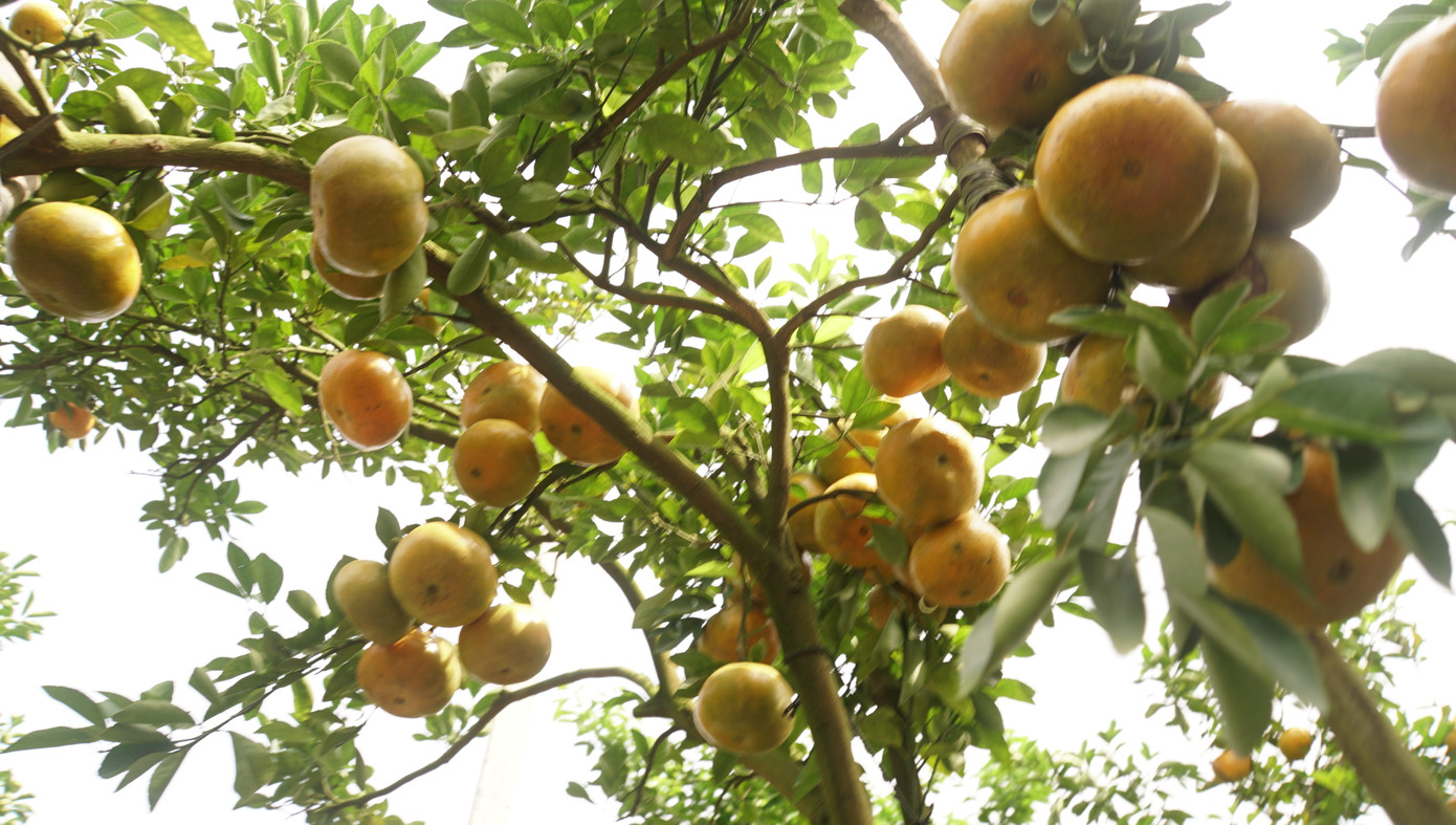 Ông Võ Hoàng Cương, Bí thư Huyện ủy Lai Vung cho biết, toàn huyện có hơn 200ha quýt hồng phục vụ Tết, dự kiến cung ứng cho thị trường hơn 5.000 tấn trái, tăng gấp đôi so với năm trước. Hiện, thời tiết ổn định, không khí mát mẻ giúp cây quýt hồng phát triển tốt. Để giúp nông dân trên địa bàn huyện sản xuất ăn chắc, trong mỗi vụ quýt Tết, ngành nông nghiệp thường xuyên cử cán bộ đến thăm vườn để kịp thời có những khuyến cáo phù hợp trong canh tác. Đặc biệt, các diện tích trồng quýt hồng ở Lai Vung đã được cấp mã số vùng trồng, được Cục Sở hữu trí tuệ cấp nhãn hiệu hàng hóa Quýt hồng Lai Vung trong vòng 10 năm.