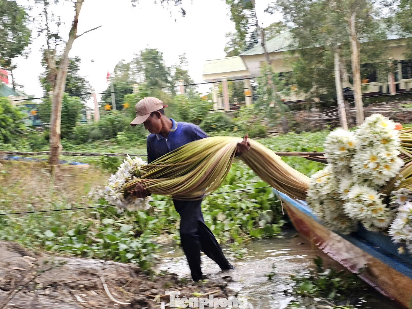 Hiện, giá bông súng được thương lái bán dao động từ 7.000 - 12.000 đồng/bó. Ảnh: Hòa Hội