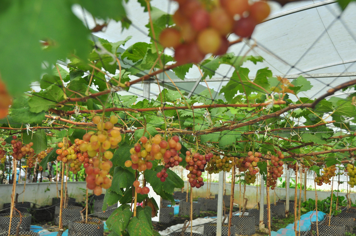 Chủ nhân của khu vườn cho biết, ngoài việc phục vụ khách tham quan tại farm thì còn cung cấp giải pháp cây giống đô thị.