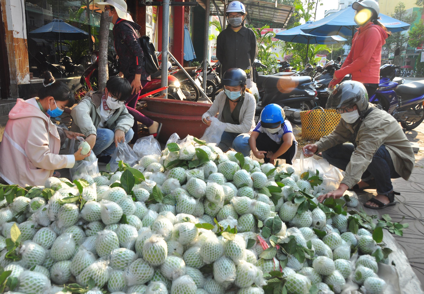 Ông Hồ Văn Chính ở ấp Ba Lăng, xã Kế Thành (Kế Sách) trồng 0,4 ha ổi nữ hoàng đang vào kỳ thu hoạch rộ, tuy nhiên không ai hỏi mua. Không chỉ ông Chính mà nhiều người cũng chung cảnh tương tự, đứng trước nguy cơ thua lỗ.