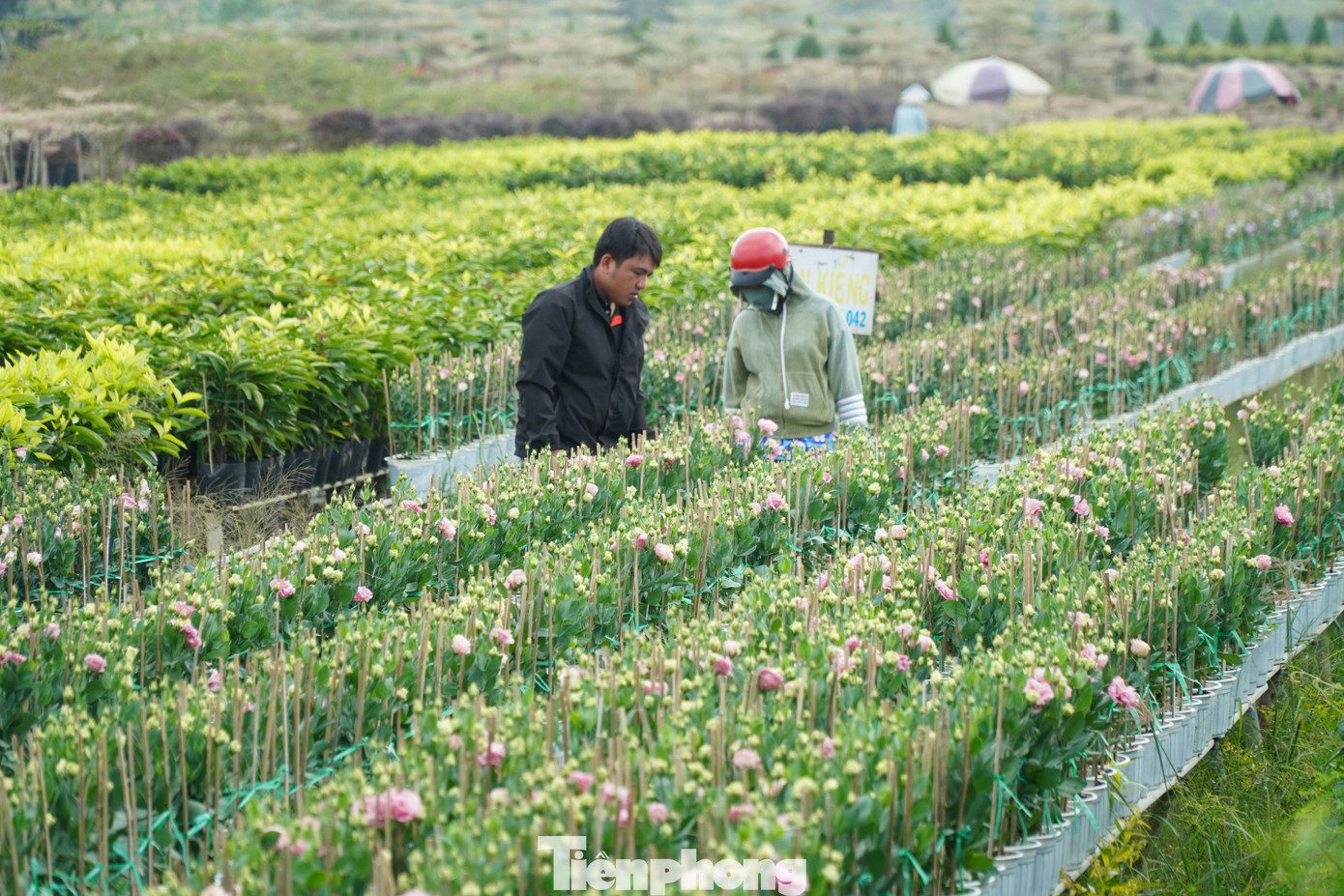 Khách vào vườn mua hoa.