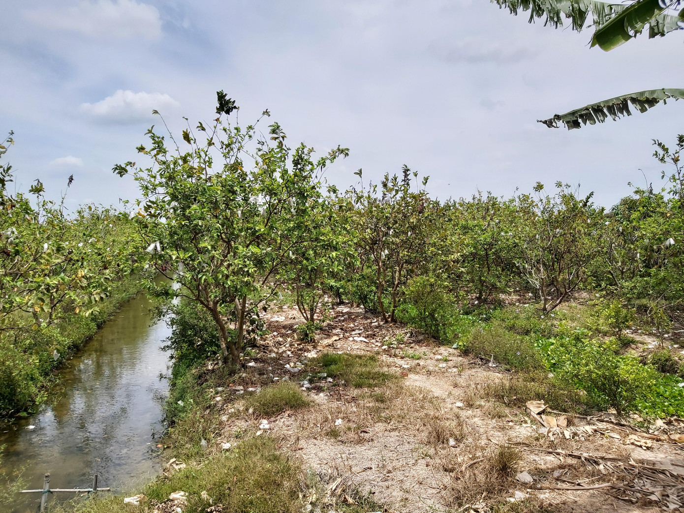 Đối với ổi, toàn huyện có khoảng 400 ha (ổi Đài Loan, nữ hoàng và Rubi), mặt hàng này chủ yếu tiêu thụ nội địa và một ít sang Campuchia; tuy nhiên giá cả biến động liên tục, có thời điểm trên 7.000 đồng/kg, giờ còn 2.000 - 3.000 đồng/kg; ảnh hưởng đến thu nhập của người dân khoảng 30% về giá trị so với trước. - Ảnh: Hòa Hội