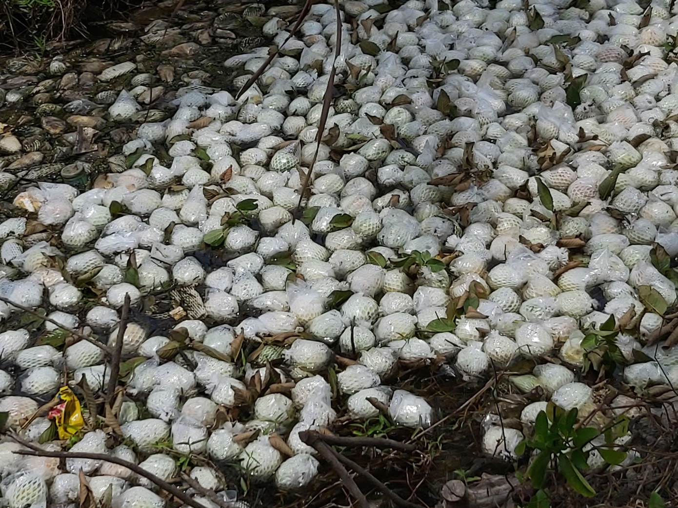 Chứng kiến cảnh nhiều người dân không bán được, chị Thủy kết nối với các mạnh thường quân, đơn vị ở Cần Thơ và TPHCM 'giải cứu' giúp nông dân được hơn chục tấn. Tuy nhiên, cô cho biết, trên địa bàn huyện còn nhiều người vẫn chưa bán được.