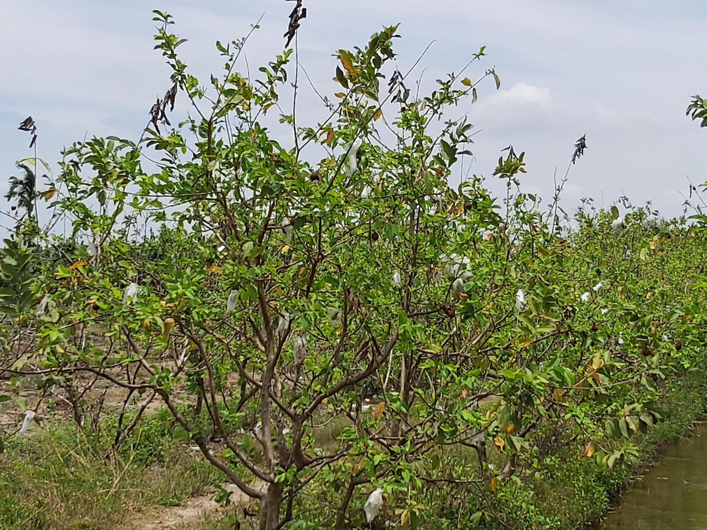 Hiện nay toàn huyện Kế Sách có 16.700 ha cây ăn trái, trong đó dừa chiếm 1.700 ha, còn lại các loại cây khác. Ông Vũ Bá Quan, Trưởng phòng NN&amp;PTNT huyện Kế Sách cho biết, do ảnh hưởng của dịch COVID - 19, một số loại cây ăn trái trực tiếp hoặc gián tiếp bị ảnh hưởng, trong đó rõ nhất là nhãn, bưởi, xoài, sầu riêng cả về giá và lượng tiêu thụ, giảm từ 30 -50% so trước dịch.