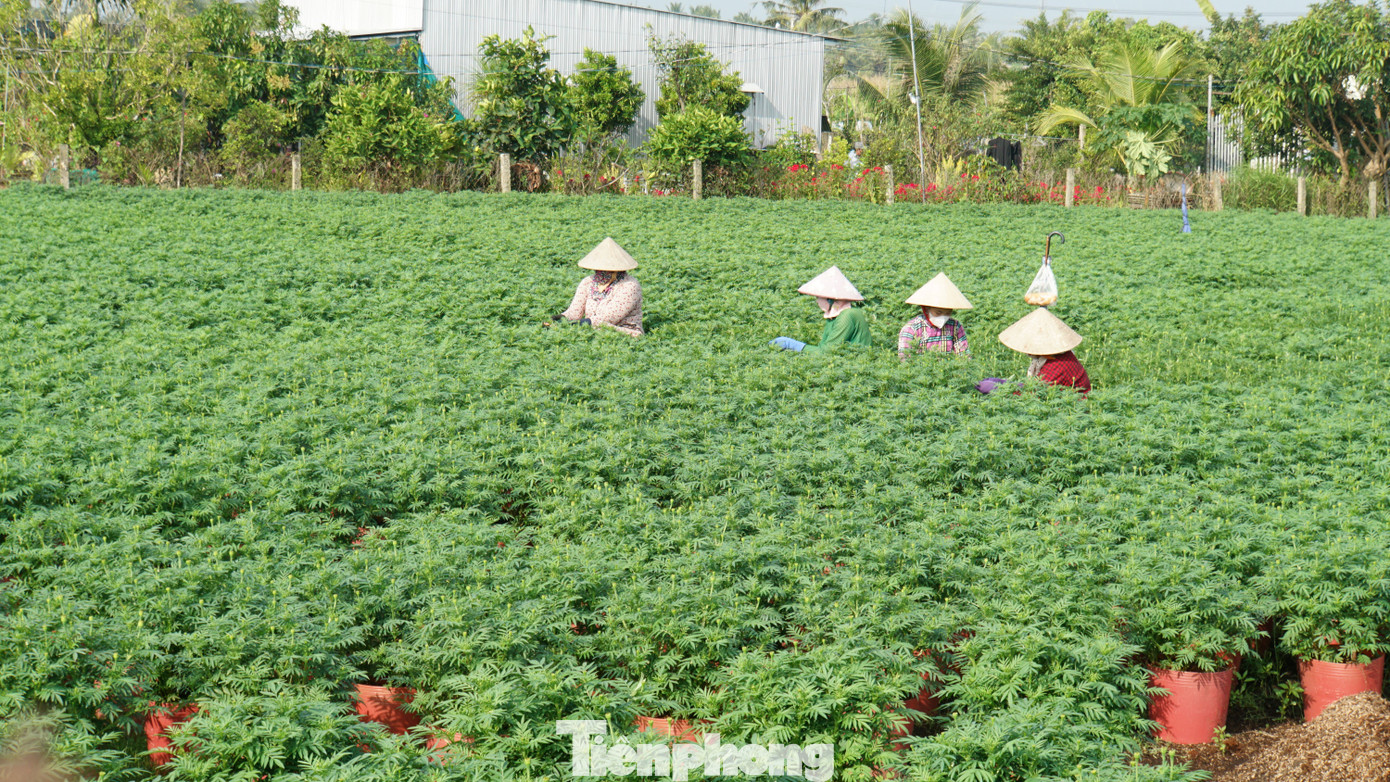 Toàn huyện Chợ Lách có tổng diện tích 1.538ha trồng hoa, với trên 8.000 hộ sản xuất cung ứng hàng năm cho các tỉnh từ 17 - 20 triệu cây giống, hoa kiểng các loại. Ảnh: Hòa Hội