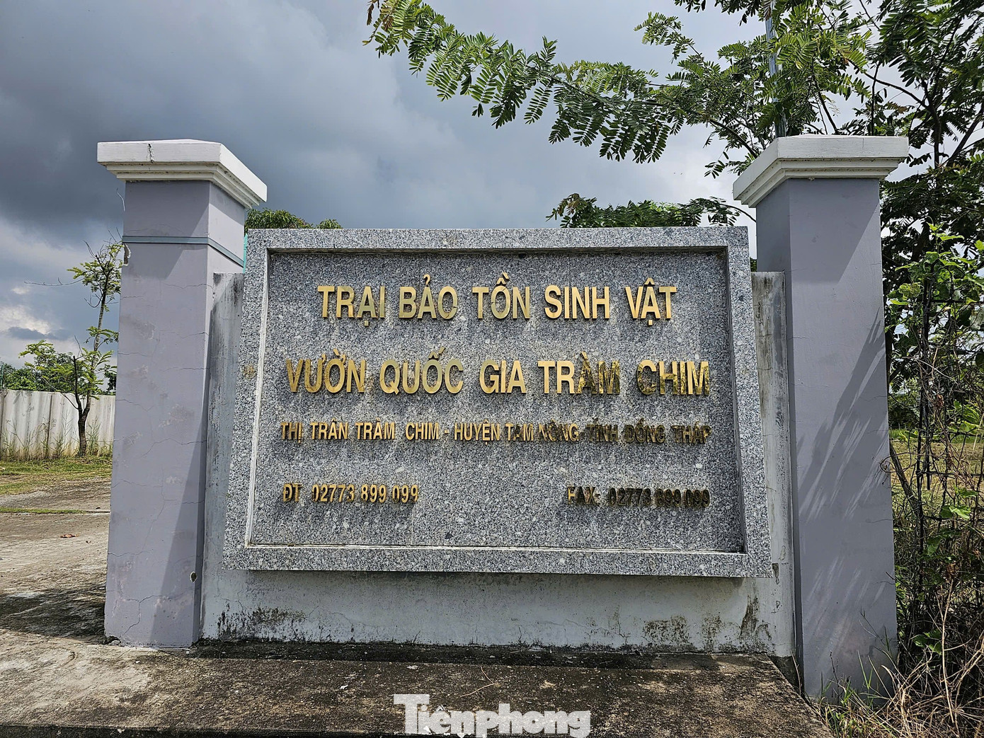 TS. Trần Triết - Giám đốc Chương trình bảo tồn sếu Đông Nam Á, Hội Sếu quốc tế (ICF) cho biết, trong 10 năm qua, trung bình mỗi năm đàn sếu giảm 8% số lượng cá thể, các nhà khoa học đã chỉ ra nguyên nhân gồm: chất độc trong quá trình sản xuất nông nghiệp khi sếu ăn thức ăn trên đồng bị ảnh hưởng làm suy giảm tuổi thọ, mất nơi sinh sản, mất cân bằng hệ sinh thái... Ảnh: Hòa Hội