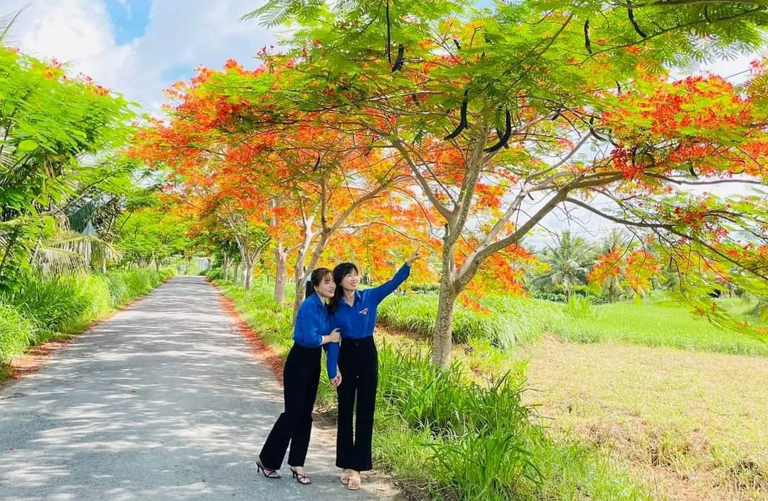 Con đường hoa phượng tuyệt đẹp tại huyện Ba Tri do sinh viên tình nguyện trồng cách đây 5 năm. Con đường hoa phượng tuyệt đẹp tại huyện Ba Tri do sinh viên tình nguyện trồng cách đây 5 năm.