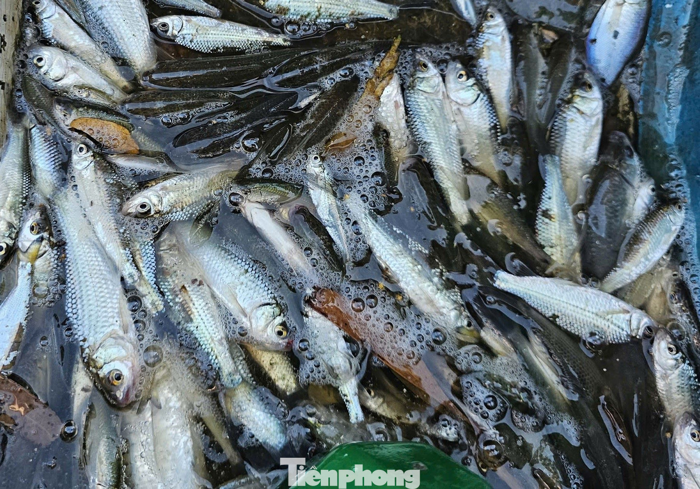 Trung bình mỗi ngày, người dân thả lưới thu được 1-2kg chạch đồng, có hôm trúng được 3 - 4kg nhưng rất hiếm, bán giá 120.000 đồng/kg. Ảnh: Hòa Hội.