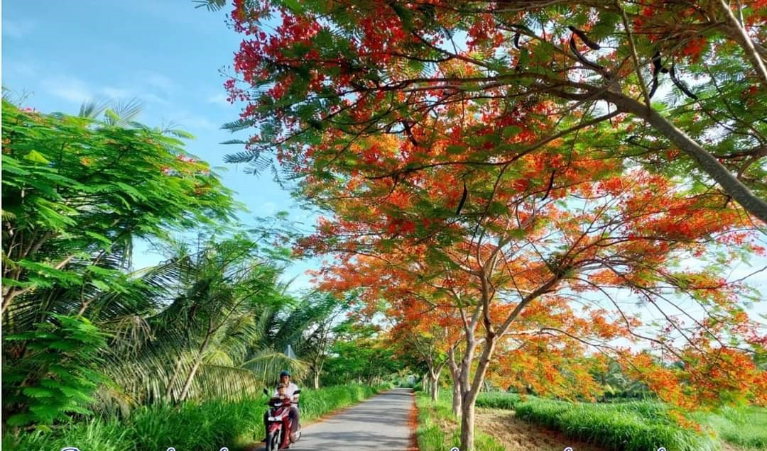 Những bông hoa phượng đỏ thắm như những ngọn lửa nhiệt huyết của tuổi trẻ đang rực cháy trong Năm thanh niên tình nguyện, tô điểm cho con đường quê thêm đẹp và rực rỡ làm nao lòng du khách.