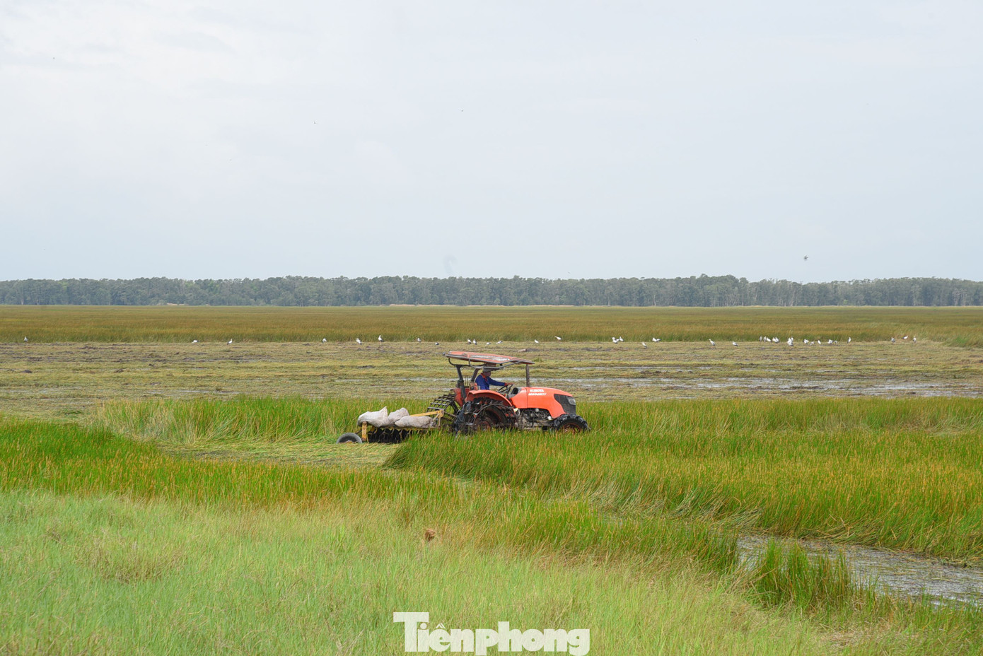 Khu A1 đang được cải tạo để tạo nguồn thức ăn tự nhiên cho sếu là năng kim. Ảnh: Hòa Hội