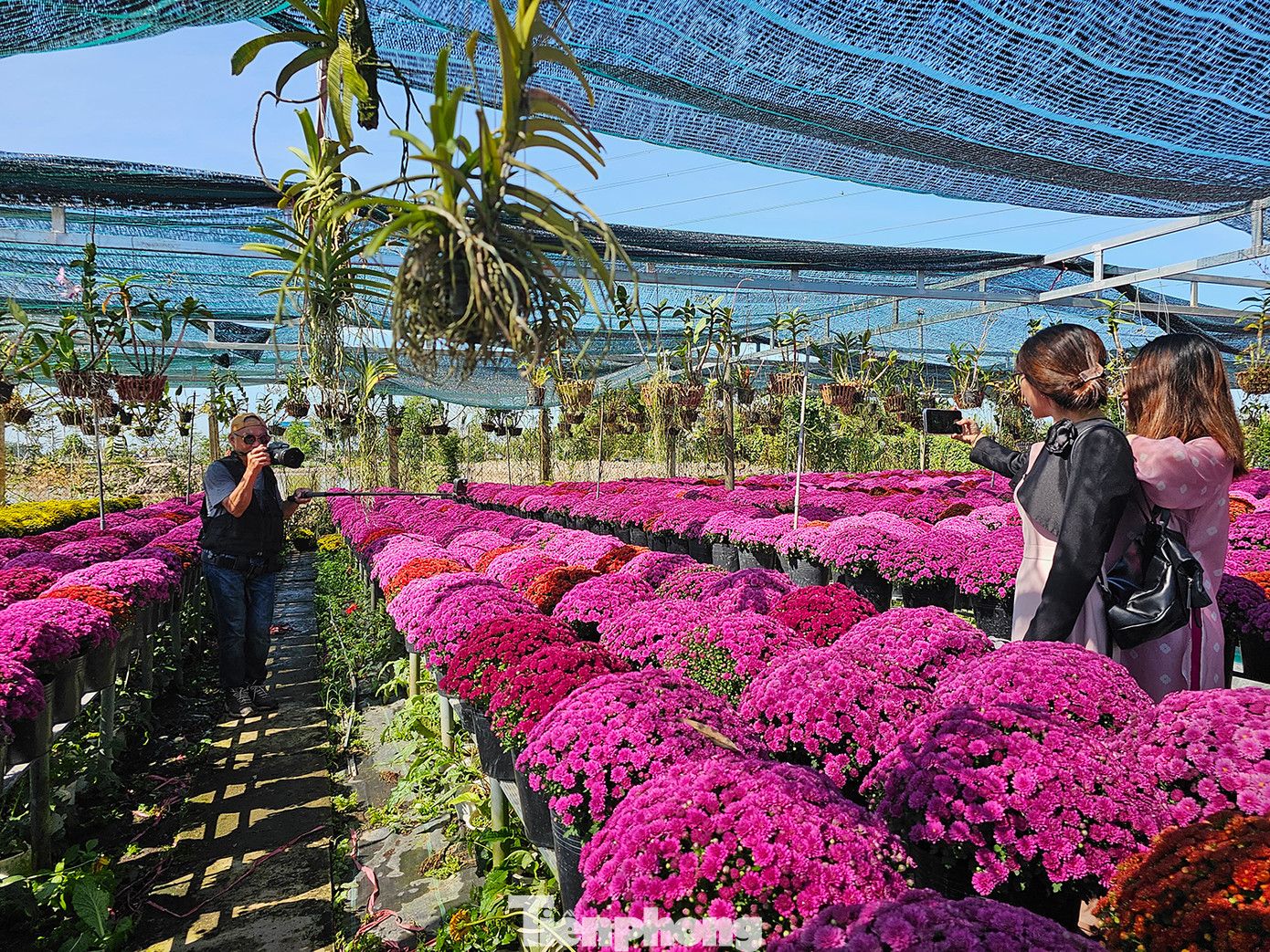 Điểm nổi bật và thu hút của giống hoa này so với cúc mâm xôi truyền thống là hoa có rất nhiều màu sắc khác nhau. Ảnh: Hòa Hội. Điểm nổi bật và thu hút của giống hoa này so với cúc mâm xôi truyền thống là hoa có rất nhiều màu sắc khác nhau. Ảnh: Hòa Hội.