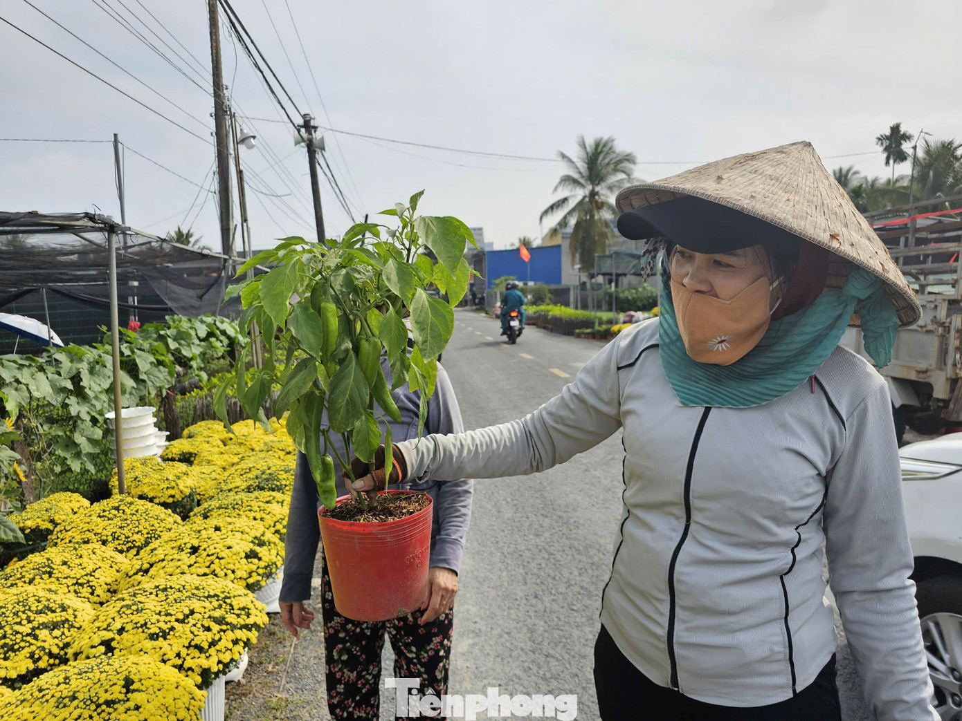 Ớt sừng trâu làm cảnh được nhiều người ưa chuộng.