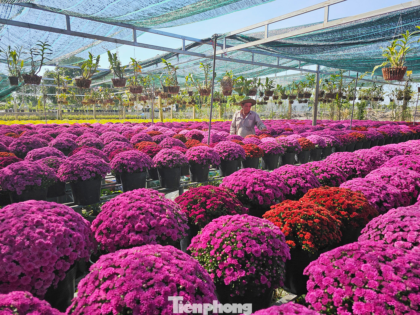 Để đảm bảo số lượng hoa phục vụ cho Festival Hoa – Kiểng Sa Đéc lần I, thành phố Sa Đéc đã đặt hàng nông dân trên 200.000 giỏ hoa các loại. Ảnh: Hòa Hội. Để đảm bảo số lượng hoa phục vụ cho Festival Hoa – Kiểng Sa Đéc lần I, thành phố Sa Đéc đã đặt hàng nông dân trên 200.000 giỏ hoa các loại. Ảnh: Hòa Hội.