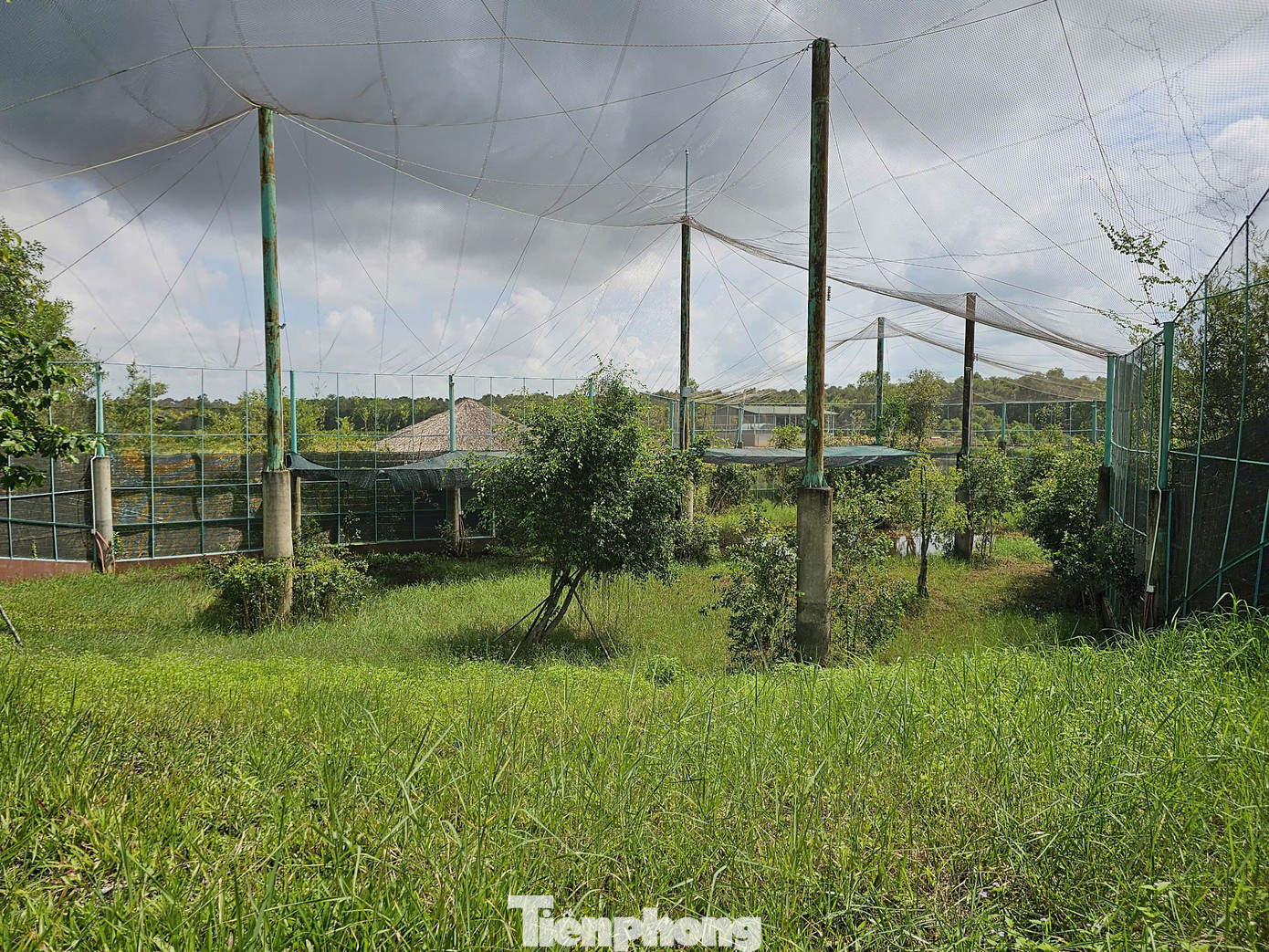 Vườn Quốc gia Tràm Chim chuẩn bị chuồng để nuôi sếu từ Thái Lan nhập về. Ảnh: Hòa Hội