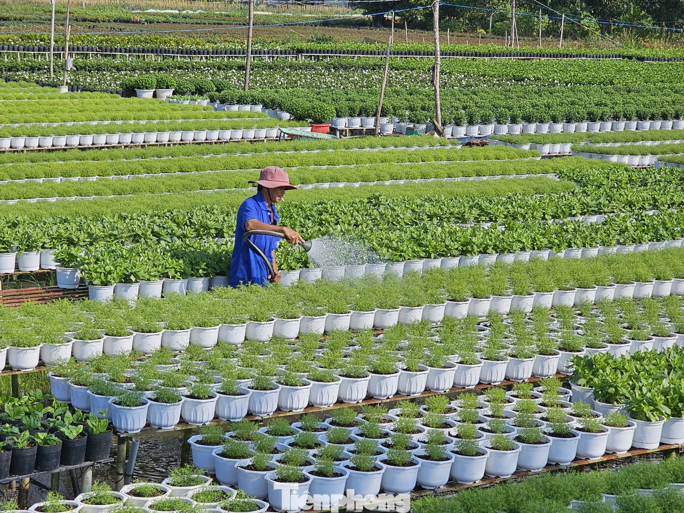 Nông dân chăm sóc hoa. Ảnh: Hòa Hội.