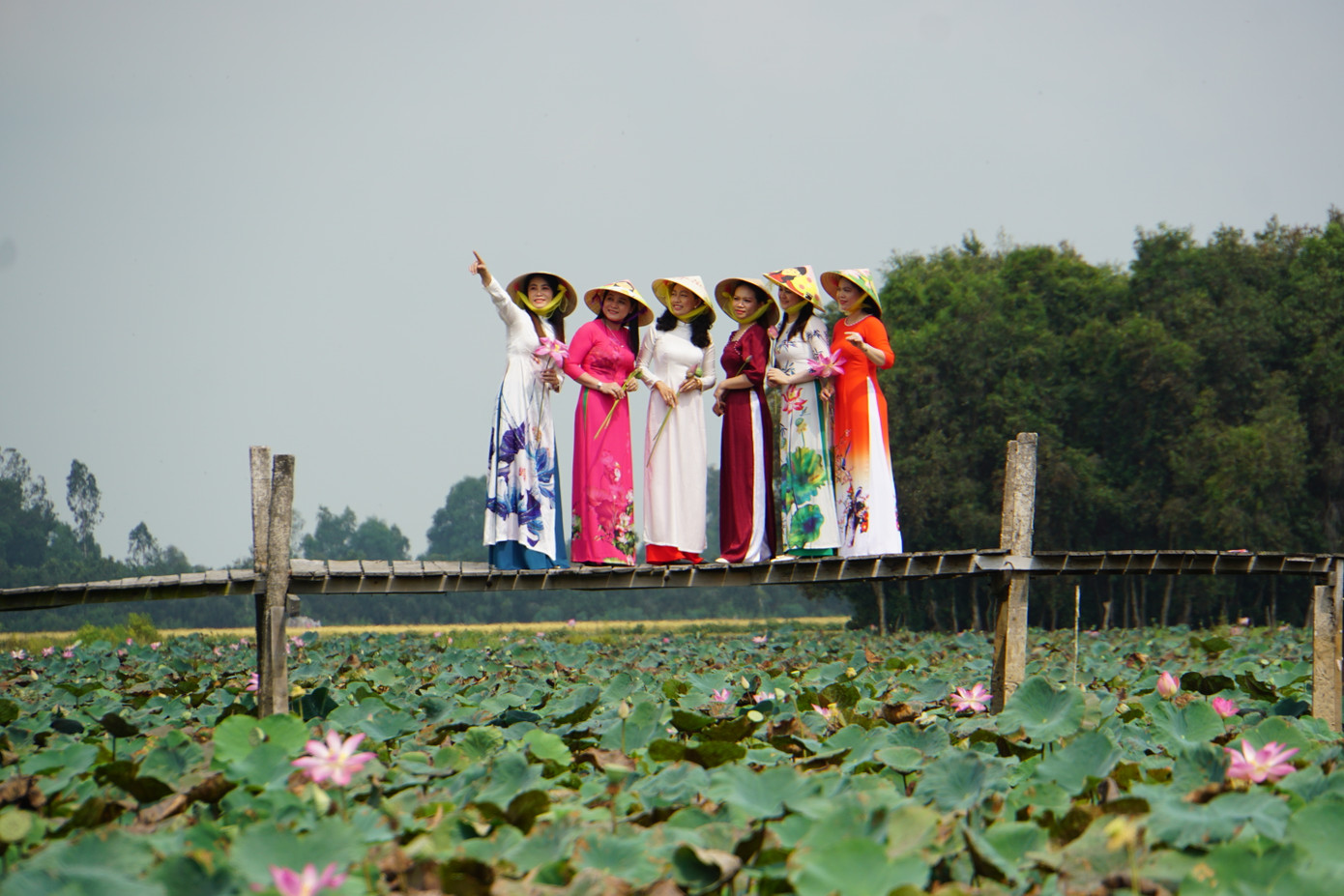 Rạng ngời sắc sen ở quê hương Đất Sen Hồng Rạng ngời sắc sen ở quê hương Đất Sen Hồng