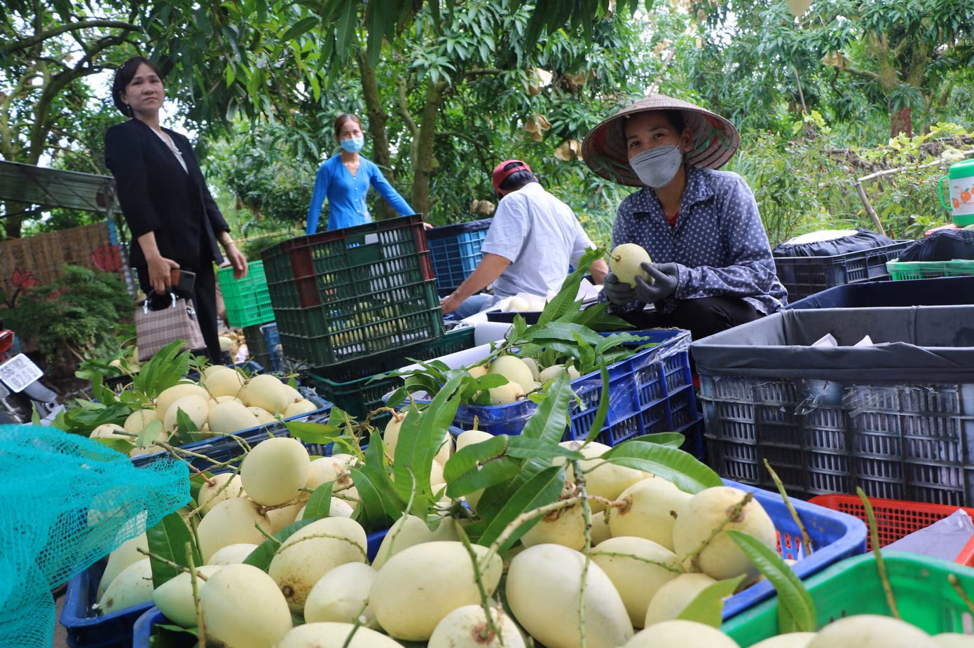 Người dân Đồng Tháp thu hoạch xoài.
