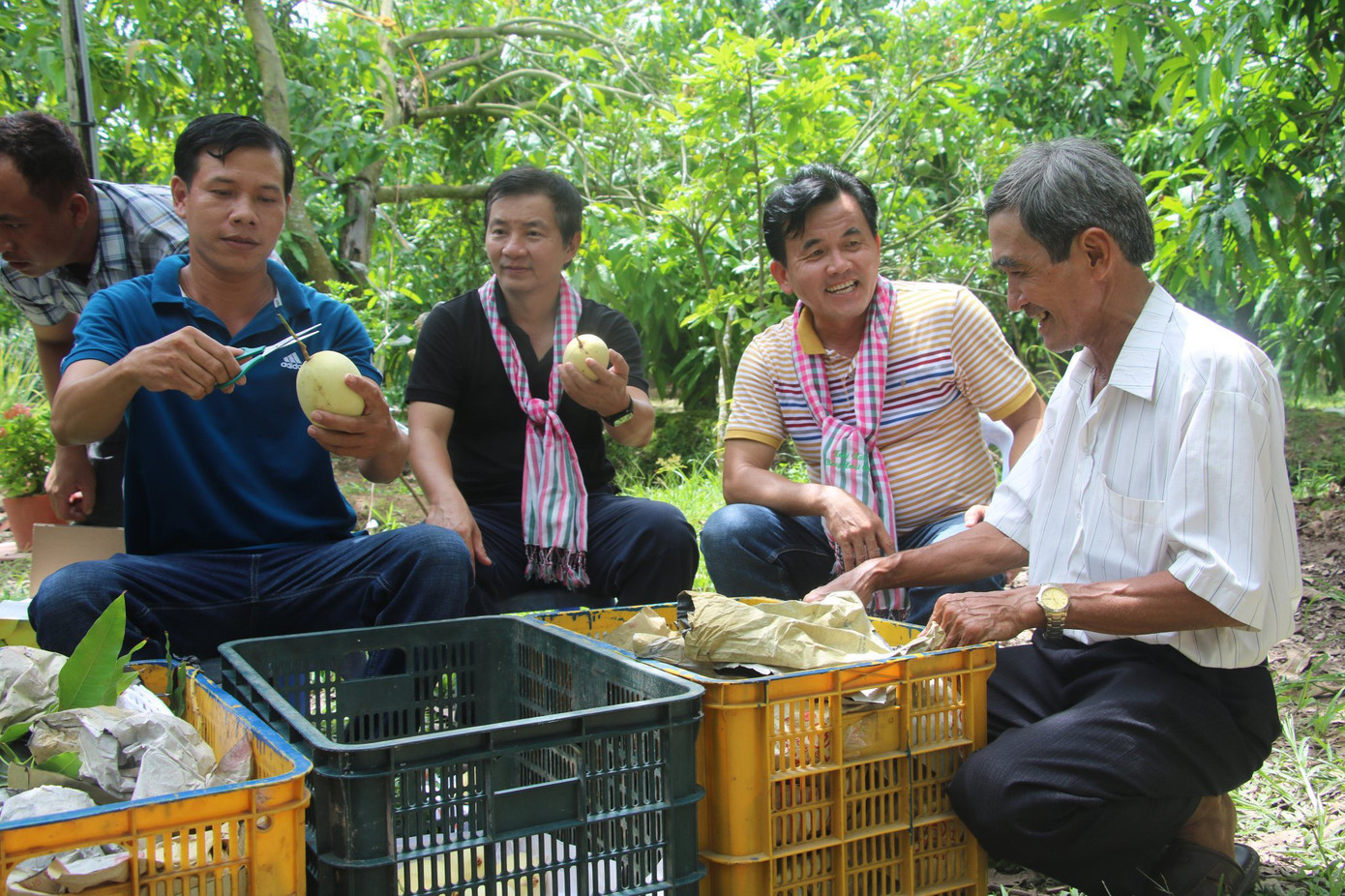 Xoài là 1 trong 5 ngành hàng chủ lực của Đề án tái cơ cấu ngành nông nghiệp tỉnh Đồng Tháp.