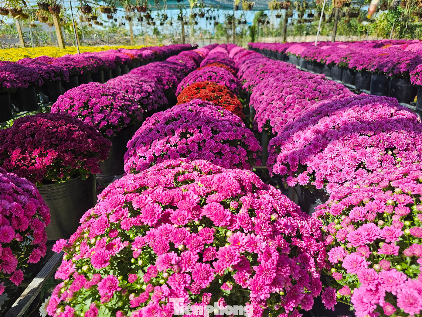 Ông Đặng Quang Giàu, Tổ trưởng Tổ hợp tác hoa kiểng khóm Tân An - cho biết năm nay trồng khoảng 250.000 giỏ (tăng 3-4 lần so với cùng kỳ năm ngoái) với 15 loại hoa và 8 loại kiểng. Ảnh: Hòa Hội. Ông Đặng Quang Giàu, Tổ trưởng Tổ hợp tác hoa kiểng khóm Tân An - cho biết năm nay trồng khoảng 250.000 giỏ (tăng 3-4 lần so với cùng kỳ năm ngoái) với 15 loại hoa và 8 loại kiểng. Ảnh: Hòa Hội.