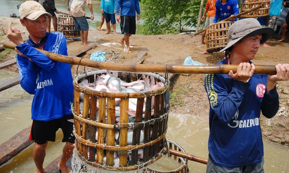 Thu hoạch cá tra Thu hoạch cá tra