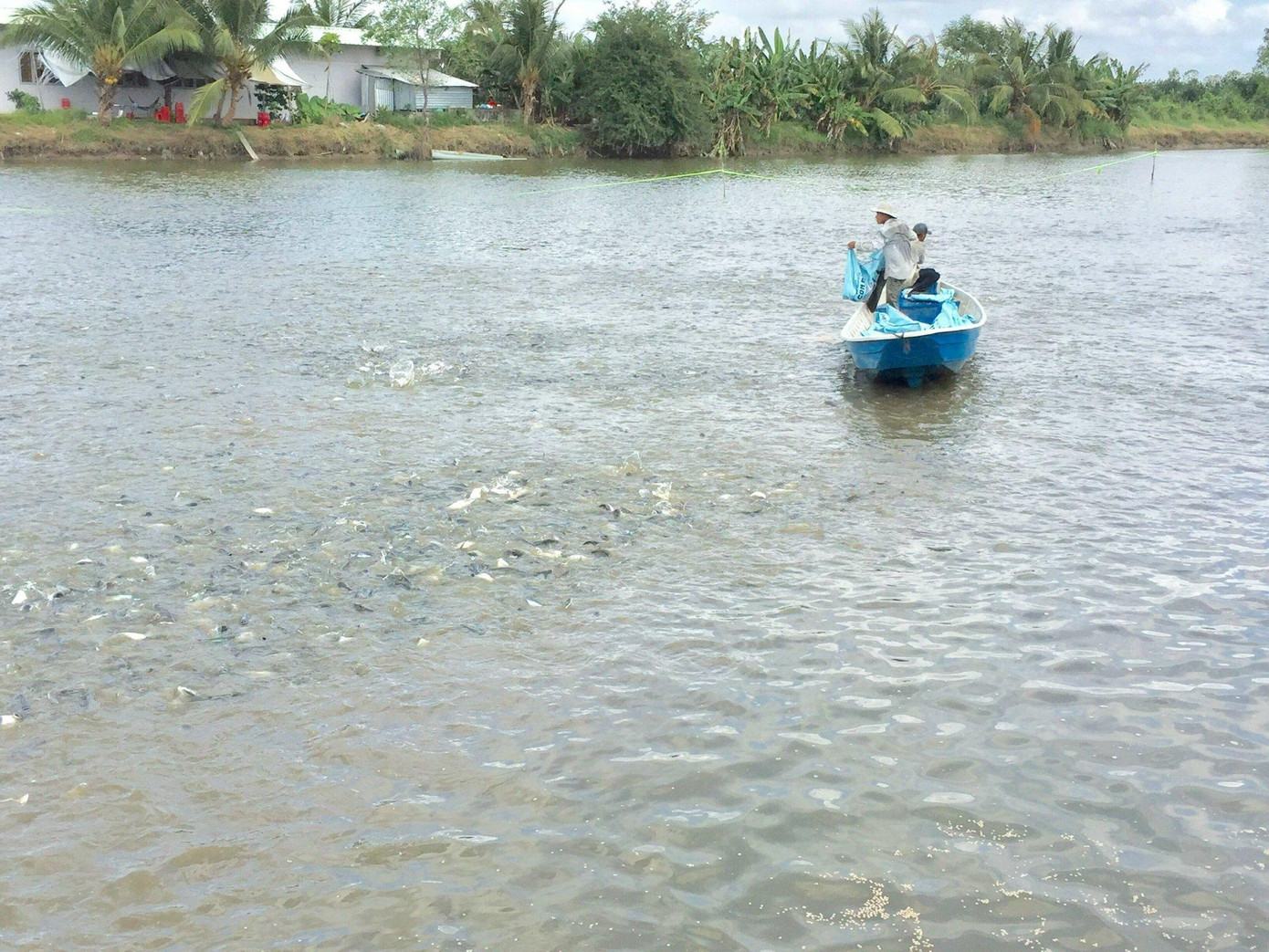 Nuôi cá tra tại Đồng Tháp Nuôi cá tra tại Đồng Tháp
