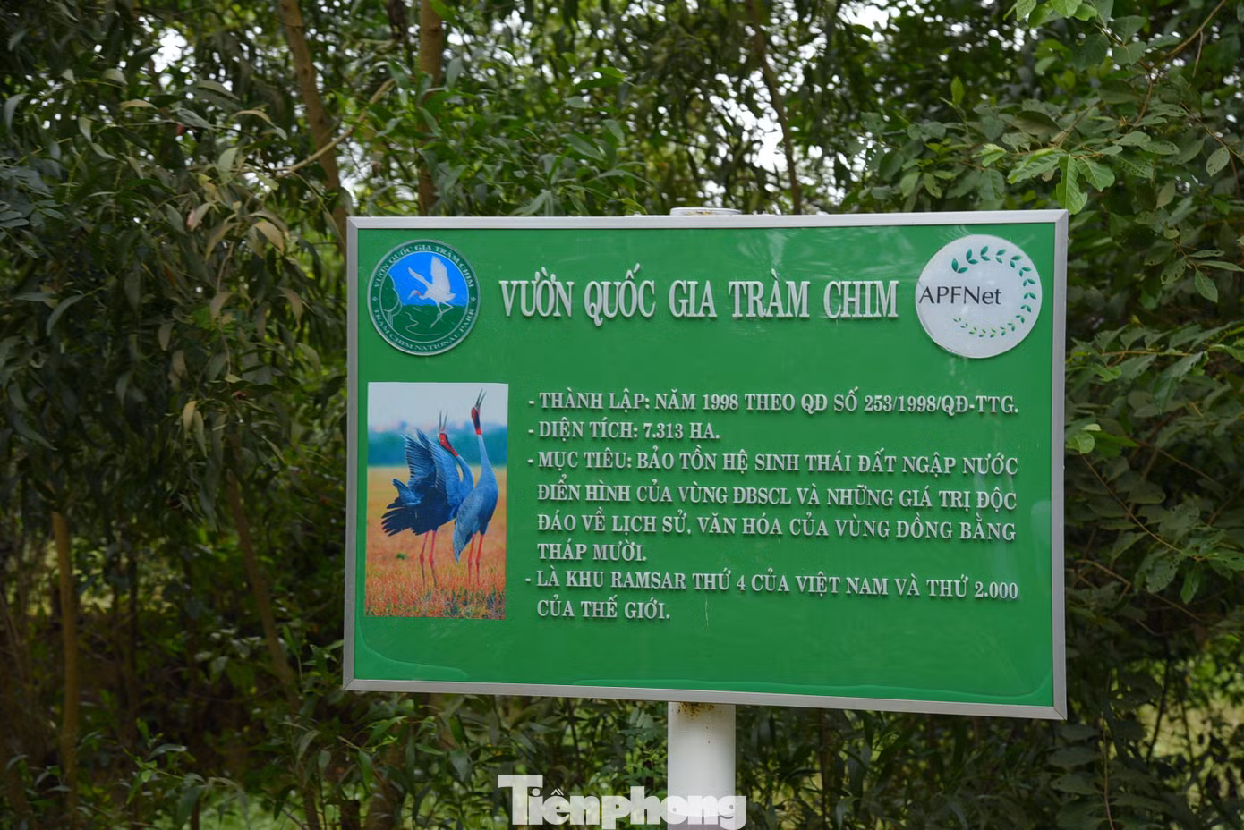 Vườn Quốc gia Tràm Chim có diện tích 7.313ha, chia thành 5 phân khu chức năng từ A1 đến A5. Ảnh: Hòa Hội