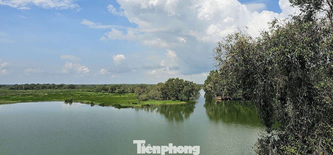 Ông Đoàn Văn Nhanh, Phó giám đốc Trung tâm bảo tồn - Vườn Quốc gia Tràm Chim cho biết, những thay đổi về điều kiện sinh thái ở vườn đã mang lại kết quả tích cực, thu hút sếu đầu đỏ trở lại sau hơn hai năm vắng bóng. Ảnh: Hòa Hội