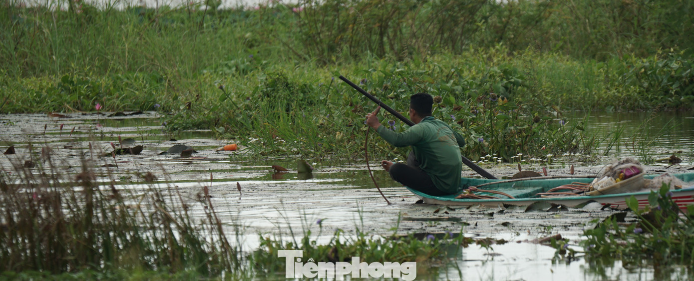 Mùa nước nổi cũng là mùa thu hoạch các sản vật tự nhiên, như tôm, cá, bông điên điển, bông súng... Người dân ra đồng thu hoạch tận dụng sản vật thiên nhiên ban tặng. Ảnh: Hòa Hội