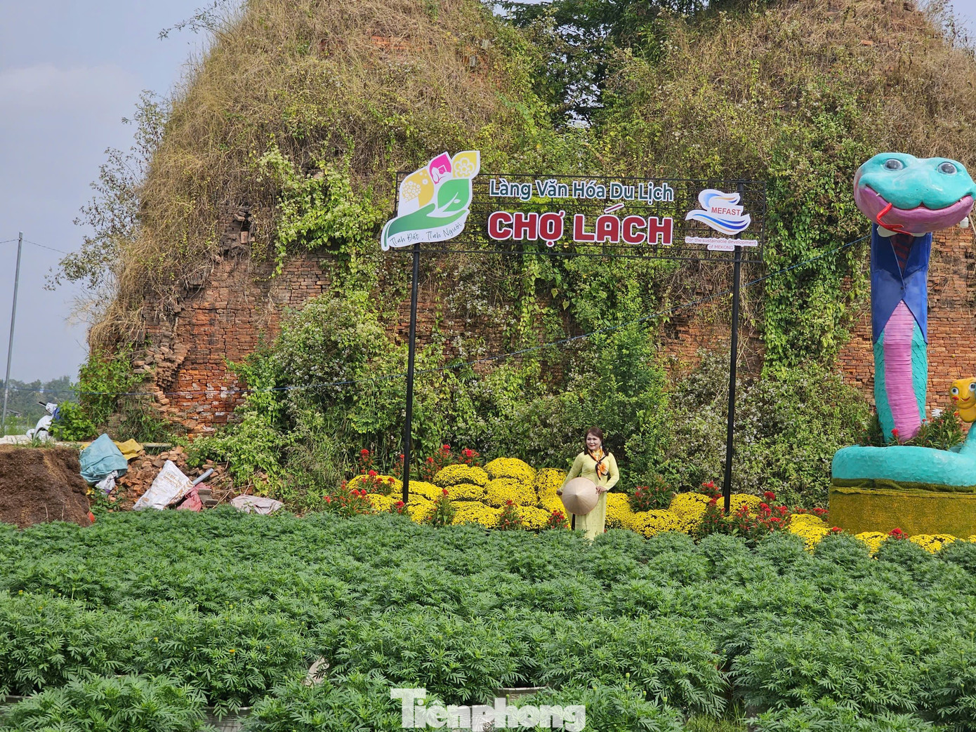 Chợ Lách được biết đến không chỉ là nơi sản xuất giống cây trồng lớn nhất nước mà còn là vương quốc của các loại hoa, kiểng. Ảnh: Hòa Hội.