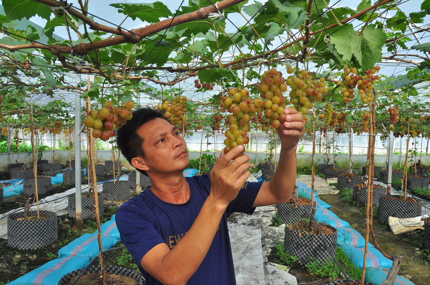 Vườn nho của thầy giáo Nguyễn Văn Phong ở đường Võ Văn Kiệt, phường Long Hòa, quận Bình Thủy, TP Cần Thơ đang cho trái trĩu quả khiến nhiều người cảm thấy thích thú khi đến tham quan. - Ảnh: Hòa Hội