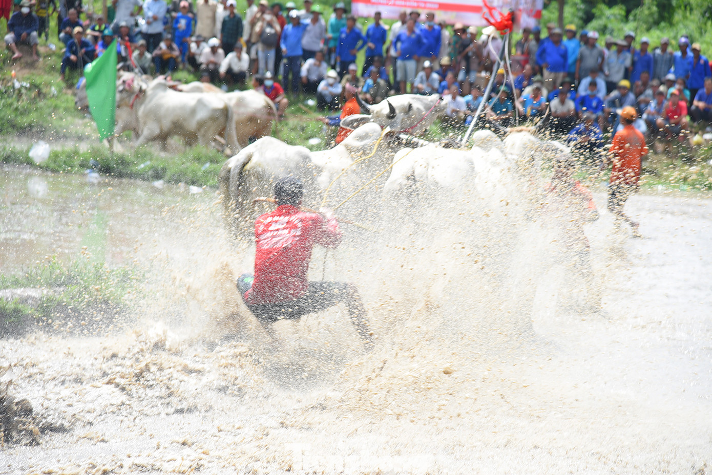 Hội đua năm nay thu hút 26 đôi bò đến từ các địa phương trong thị xã Tịnh Biên và huyện Tri Tôn tham gia. Ảnh: Hòa Hội.