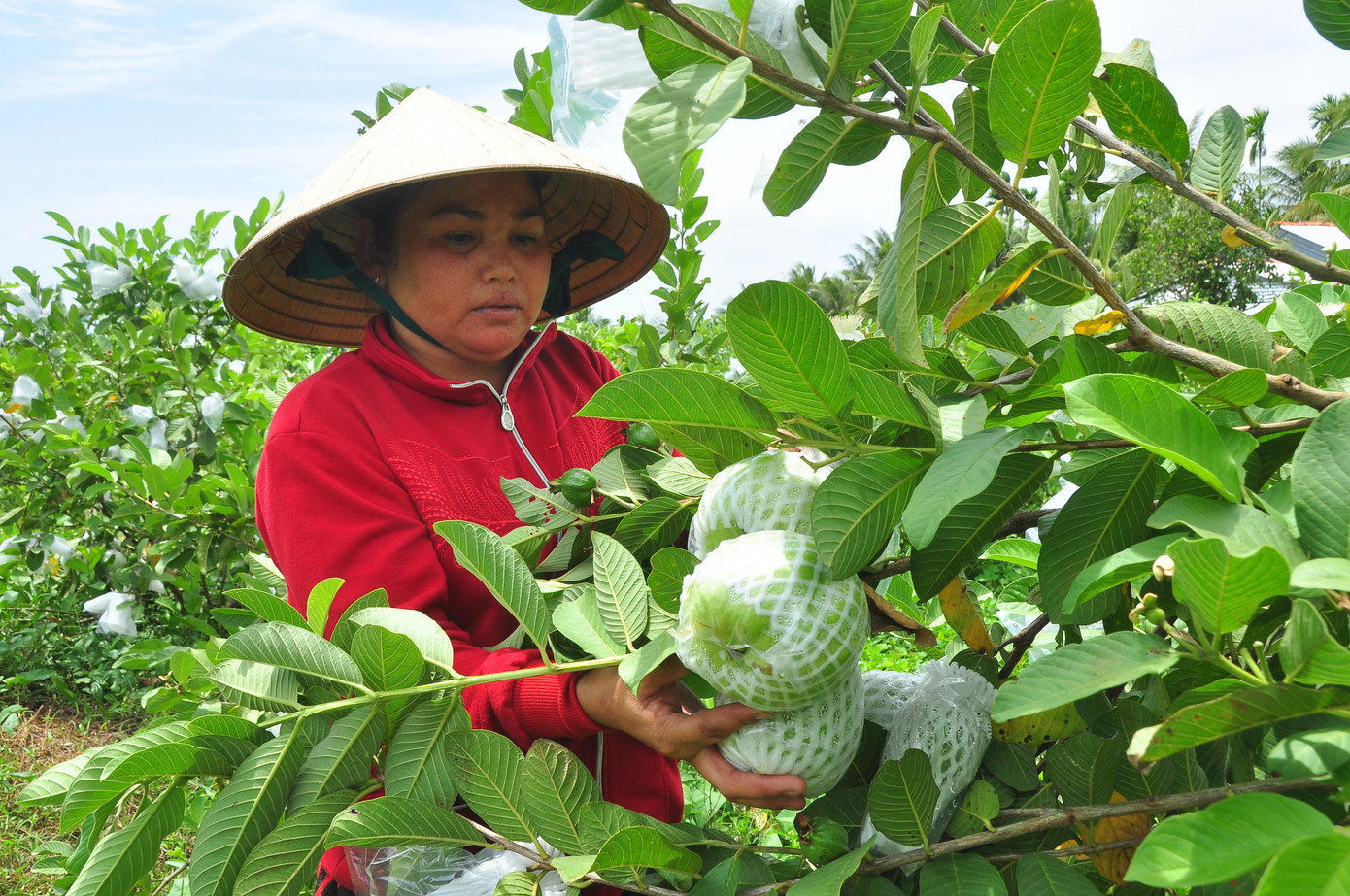 Huyện Kế Sách là địa phương trồng cây ăn trái nổi tiếng ở Sóc Trăng, tuy nhiên từ sau tết đến nay nhiều mặt hàng trái cây giá rẻ, thậm chí không có người mua khiến người dân vô cùng lo lắng. - Ảnh: Hòa Hội Điển hình là bà Lâm Thị Hoa, 43 tuổi ở ấp Ba Lăng, xã Kế Thành (Kế Sách) trồng 0,8 ha ổi nữ hoàng đang cho trái sum suê, đến kỳ thu hoạch với hơn chục tấn nhưng không có người hỏi mua. "Thương lái mua thường xuyên từ trước giờ nói vựa không ăn nên họ không lấy. Giờ trái chín đầy trên cây nếu không thu hoạch thì không quá 5 ngày nữa sẽ bị hỏng, rụng hết", bà Hoa buồn bã nói. Bà Hoa đã đầu tư trên 20 triệu đồng tiền phân bón, thuốc, bao trái, còn nợ nên lo lắng không bán được sẽ không biết lấy đâu để trả. Trái chín gãy nhánh Quanh cảnh khu vườn ổi của bà Hoa Cùng hoàn cảnh, bà Cao Thị Ngọt (ấp Ba Lăng) trồng 0,4 ha ổi trái chín đến kỳ thu hoạch nhưng vẫn không có người mua. "Dân ở đây sống chủ yếu từ cây trái, nhưng trồng đến thu hoạch không có người mua thì lấy đâu trả nợ, trang trải chi phí cuộc sống", bà Ngọt bộc bạch. Bà Ngọt chỉ trái chín để lâu bị hỏng Ổi chín quá lứa bị thối Cạnh nhà, mẹ của bà Ngọt là bà Đỗ Thị Dần (72 tuổi) cũng có 0,4 ha đang cho trái nhưng vẫn cùng cảnh ngộ. Bà cho biết, dịp Tết cũng có 1 đợt thu hoạch trái không có người mua phải đổ bỏ cho cá ăn, giờ lại không có người mua nên vô cùng lo lắng. Men theo các vùng nông thôn trên địa bàn huyện Kế Sách bắt gặp rất nhiều vườn ổi đang cho trái sum suê còn nằm trên cây. Chị Trần Thị Thủy, người dân ở ấp Mỹ Lợi, xã Nhơn Mỹ (Kế Sách) cho biết, sau tết đến nay mặt hàng ổi liên tục giảm giá; hiện nay, ổi lê Đài Loan và ổi ruột đỏ thì các vựa trên địa bàn huyện mua với giá 2.000 - 3.000 đồng/kg, tuy nhiên ổi nữ hoàng thì họ không mua, khiến người dân lao đao. Chứng kiến cảnh nhiều người dân không bán được, chị Thủy kết nối với các mạnh thường quân, đơn vị ở Cần Thơ và TPHCM 'giải cứu' giúp nông dân được hơn chục tấn. Tuy nhiên, cô cho biết, trên địa bàn huyện còn nhiều người vẫn chưa bán được. Hiện nay toàn huyện Kế Sách có 16.700 ha cây ăn trái, trong đó dừa chiếm 1.700 ha, còn lại các loại cây khác. Ông Vũ Bá Quan, Trưởng phòng NN&amp;PTNT huyện Kế Sách cho biết, do ảnh hưởng của dịch COVID - 19, một số loại cây ăn trái trực tiếp hoặc gián tiếp bị ảnh hưởng, trong đó rõ nhất là nhãn, bưởi, xoài, sầu riêng cả về giá và lượng tiêu thụ, giảm từ 30 -50% so trước dịch. Đối với ổi, toàn huyện có khoảng 400 ha (ổi Đài Loan, nữ hoàng và Rubi), mặt hàng này chủ yếu tiêu thụ nội địa và một ít sang Campuchia; tuy nhiên giá cả biến động liên tục, có thời điểm trên 7.000 đồng/kg, giờ còn 2.000 - 3.000 đồng/kg; ảnh hưởng đến thu nhập của người dân khoảng 30% về giá trị so với trước. - Ảnh: Hòa Hội