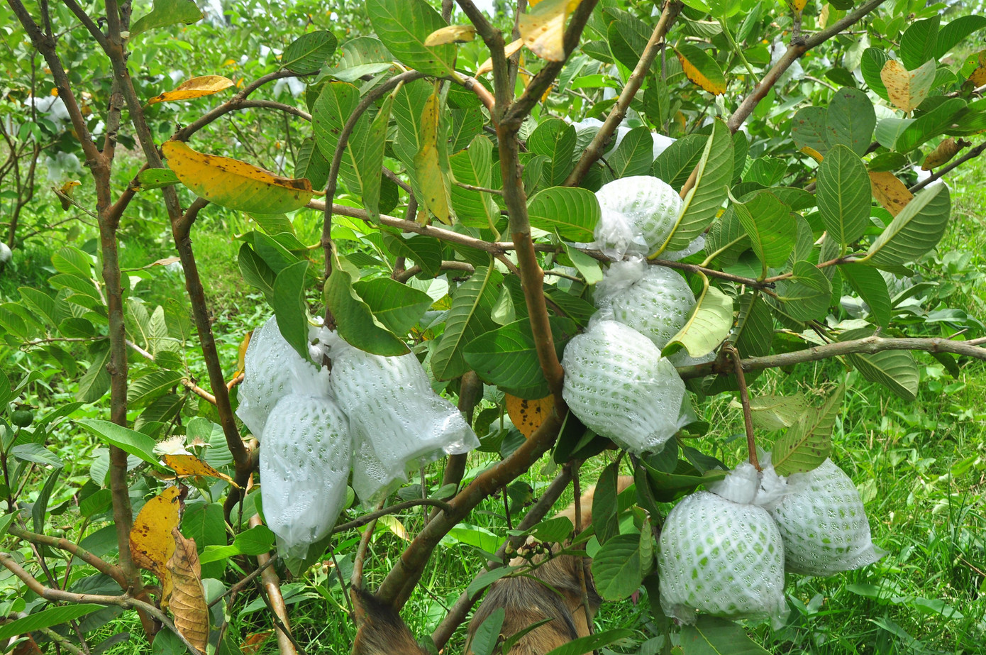 Trái chín gãy nhánh Quanh cảnh khu vườn ổi của bà Hoa Cùng hoàn cảnh, bà Cao Thị Ngọt (ấp Ba Lăng) trồng 0,4 ha ổi trái chín đến kỳ thu hoạch nhưng vẫn không có người mua. "Dân ở đây sống chủ yếu từ cây trái, nhưng trồng đến thu hoạch không có người mua thì lấy đâu trả nợ, trang trải chi phí cuộc sống", bà Ngọt bộc bạch. Bà Ngọt chỉ trái chín để lâu bị hỏng Ổi chín quá lứa bị thối Cạnh nhà, mẹ của bà Ngọt là bà Đỗ Thị Dần (72 tuổi) cũng có 0,4 ha đang cho trái nhưng vẫn cùng cảnh ngộ. Bà cho biết, dịp Tết cũng có 1 đợt thu hoạch trái không có người mua phải đổ bỏ cho cá ăn, giờ lại không có người mua nên vô cùng lo lắng. Men theo các vùng nông thôn trên địa bàn huyện Kế Sách bắt gặp rất nhiều vườn ổi đang cho trái sum suê còn nằm trên cây. Chị Trần Thị Thủy, người dân ở ấp Mỹ Lợi, xã Nhơn Mỹ (Kế Sách) cho biết, sau tết đến nay mặt hàng ổi liên tục giảm giá; hiện nay, ổi lê Đài Loan và ổi ruột đỏ thì các vựa trên địa bàn huyện mua với giá 2.000 - 3.000 đồng/kg, tuy nhiên ổi nữ hoàng thì họ không mua, khiến người dân lao đao. Chứng kiến cảnh nhiều người dân không bán được, chị Thủy kết nối với các mạnh thường quân, đơn vị ở Cần Thơ và TPHCM 'giải cứu' giúp nông dân được hơn chục tấn. Tuy nhiên, cô cho biết, trên địa bàn huyện còn nhiều người vẫn chưa bán được. Hiện nay toàn huyện Kế Sách có 16.700 ha cây ăn trái, trong đó dừa chiếm 1.700 ha, còn lại các loại cây khác. Ông Vũ Bá Quan, Trưởng phòng NN&amp;PTNT huyện Kế Sách cho biết, do ảnh hưởng của dịch COVID - 19, một số loại cây ăn trái trực tiếp hoặc gián tiếp bị ảnh hưởng, trong đó rõ nhất là nhãn, bưởi, xoài, sầu riêng cả về giá và lượng tiêu thụ, giảm từ 30 -50% so trước dịch. Đối với ổi, toàn huyện có khoảng 400 ha (ổi Đài Loan, nữ hoàng và Rubi), mặt hàng này chủ yếu tiêu thụ nội địa và một ít sang Campuchia; tuy nhiên giá cả biến động liên tục, có thời điểm trên 7.000 đồng/kg, giờ còn 2.000 - 3.000 đồng/kg; ảnh hưởng đến thu nhập của người dân khoảng 30% về giá trị so với trước. - Ảnh: Hòa Hội