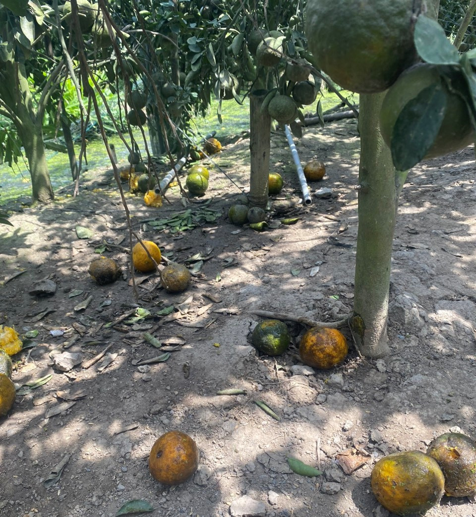 Theo anh Nam, chi phí đầu tư của anh là trên 200 triệu, còn đối với những người thuê đất sẽ cao hơn.