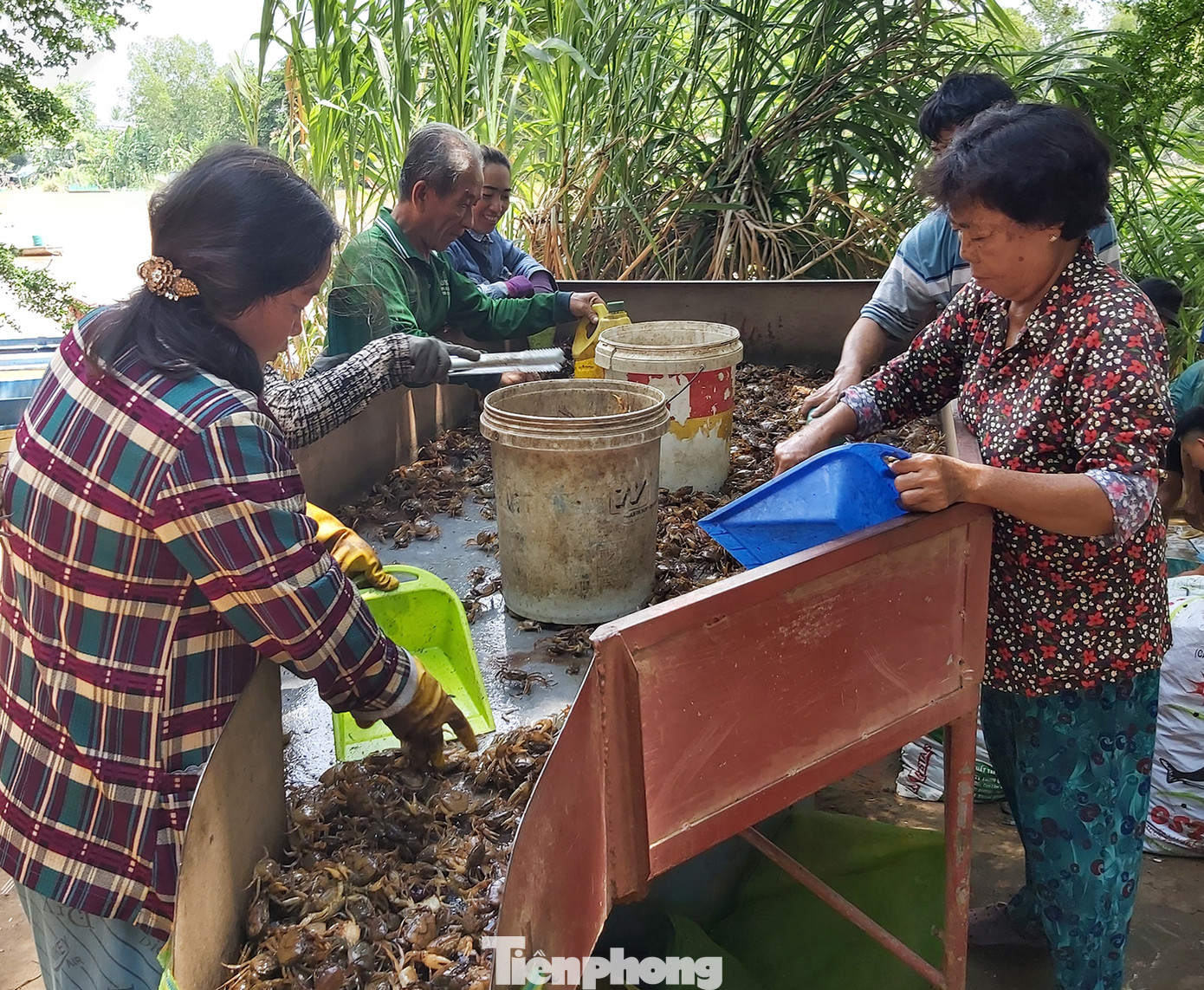 Chủ vựa cho biết, trung bình mỗi ngày vựa thu mua trên 50 tấn cua, ốc của người dân, trong đó chủ yếu từ Campuchia sang, sau đó chở đi bán cho mối ở khắp nơi như Hà Nội, TPHCM.... Ảnh: Hòa Hội.