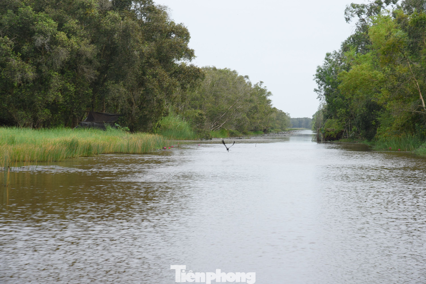 Vườn Quốc gia Tràm Chim có 130 loài cá, 174 loài thực vật phiêu sinh, 110 loài động vật phiêu sinh, 23 loài động vật đáy, lưỡng cư.... Ảnh: Hòa Hội