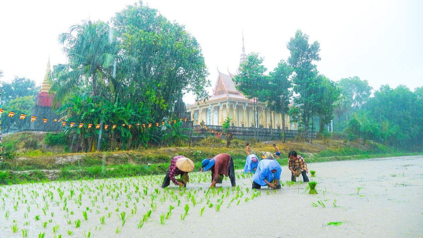 Người dân tham gia thi cấy mạ. Ảnh: PV. Người dân tham gia thi cấy mạ. Ảnh: PV.