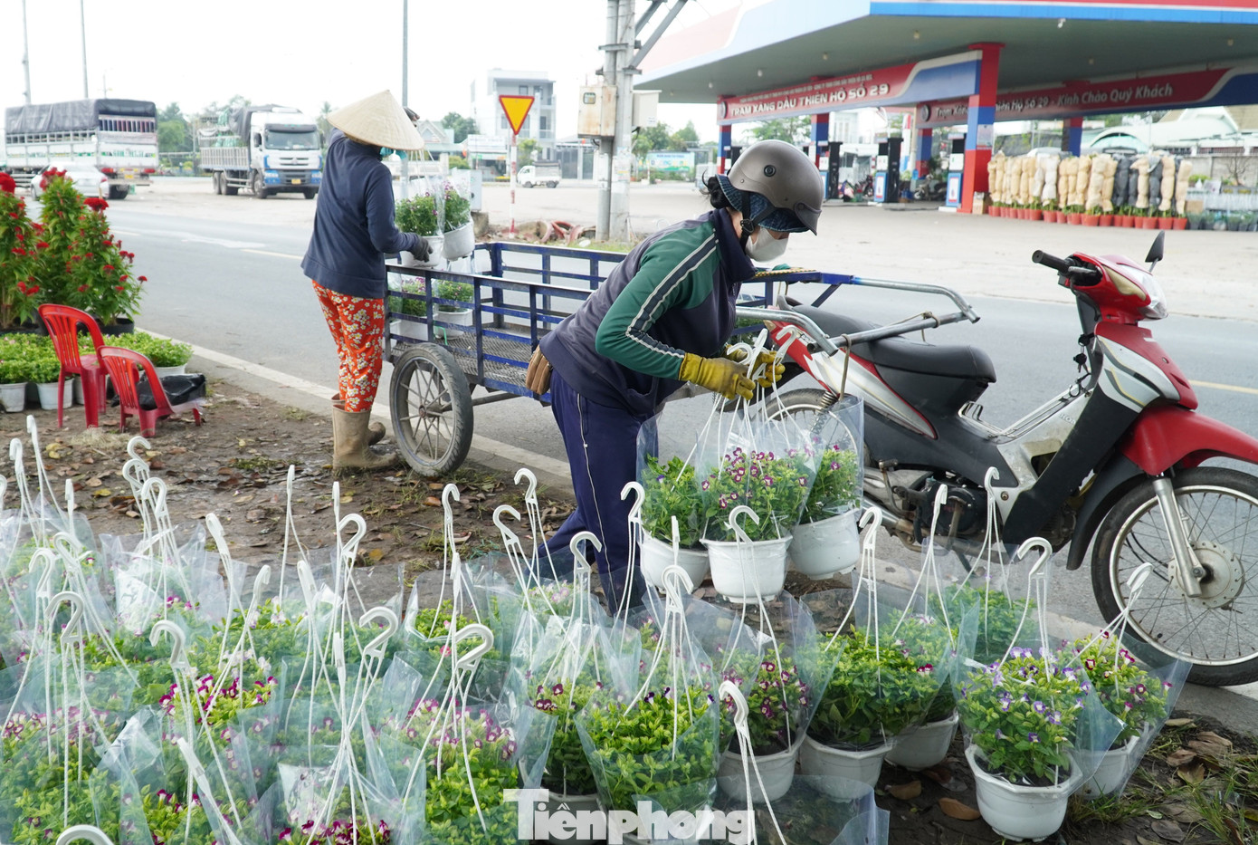 Người dân lựa mua hoa tại làng hoa Sa Đéc.