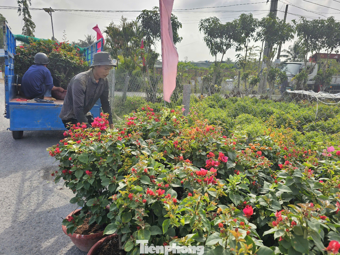 Người dân vận chuyển hoa giấy đi bán. Ảnh: Hòa Hội