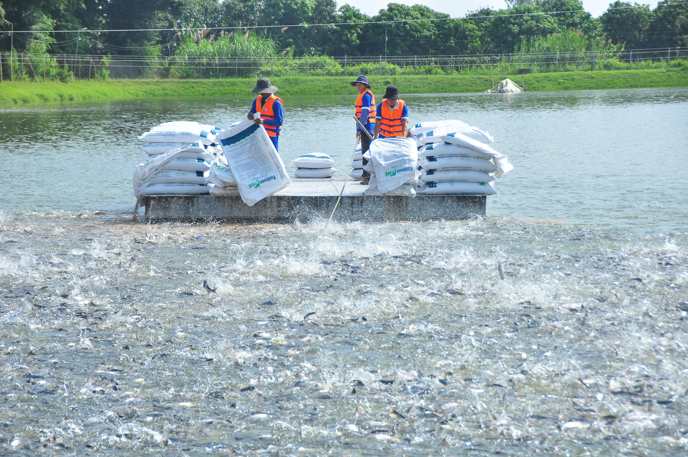 Công nhân cho cá tra ăn tại Đồng Tháp. Ảnh: Hòa Hội Công nhân cho cá tra ăn tại Đồng Tháp. Ảnh: Hòa Hội